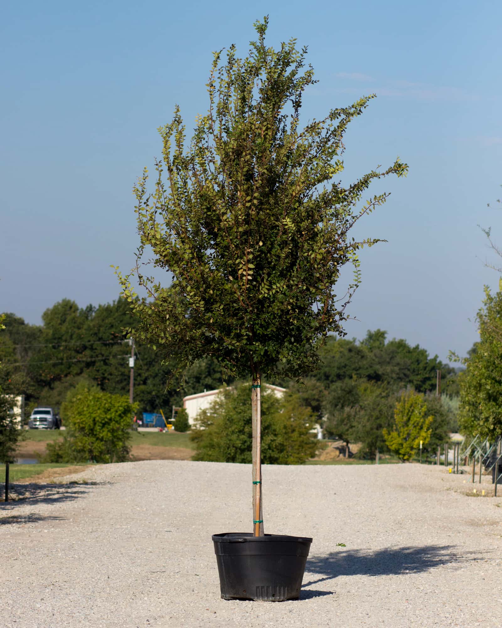 Cedar Elm Pioneer - Main Image