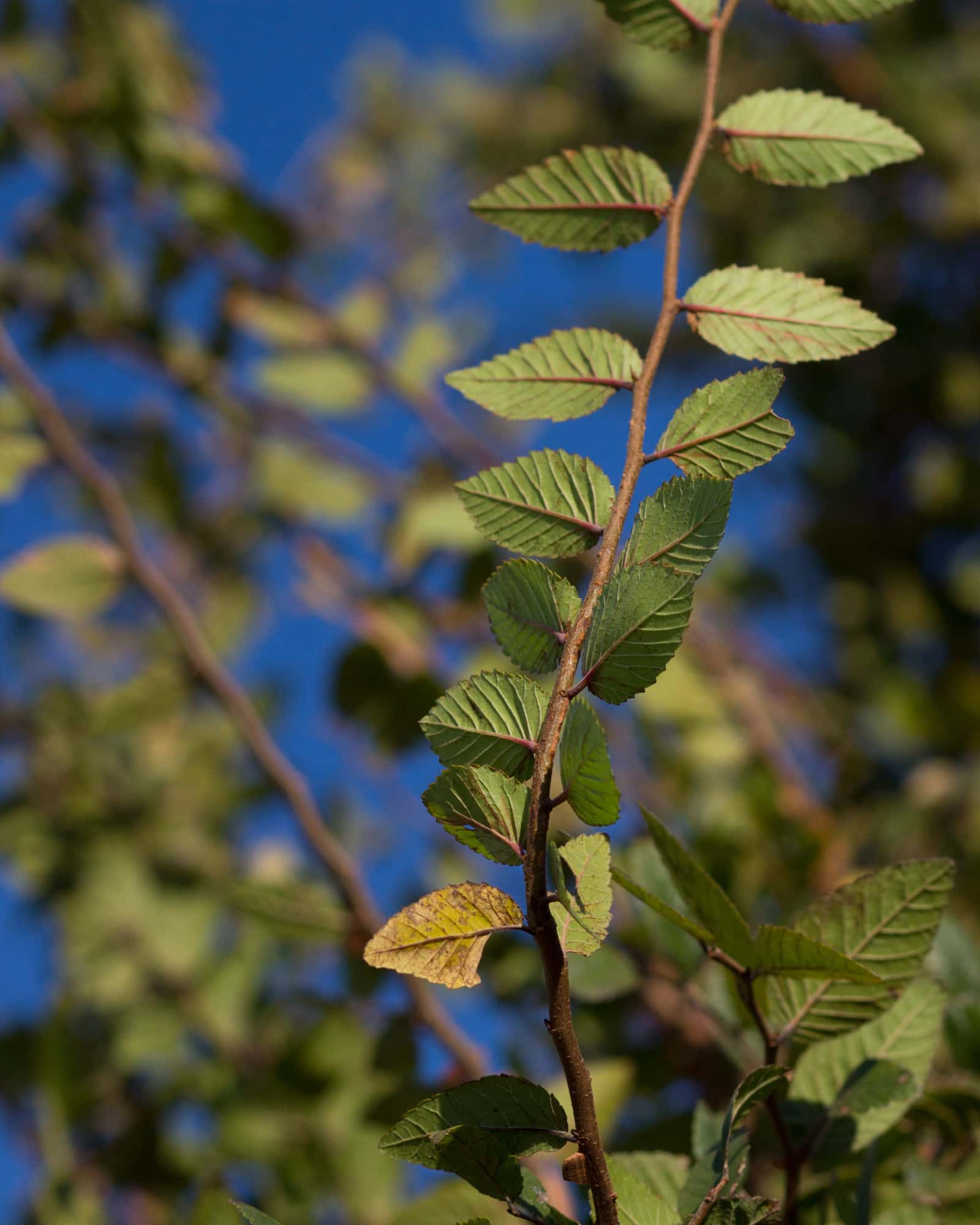 Cedar Elm Pioneer - Image 1