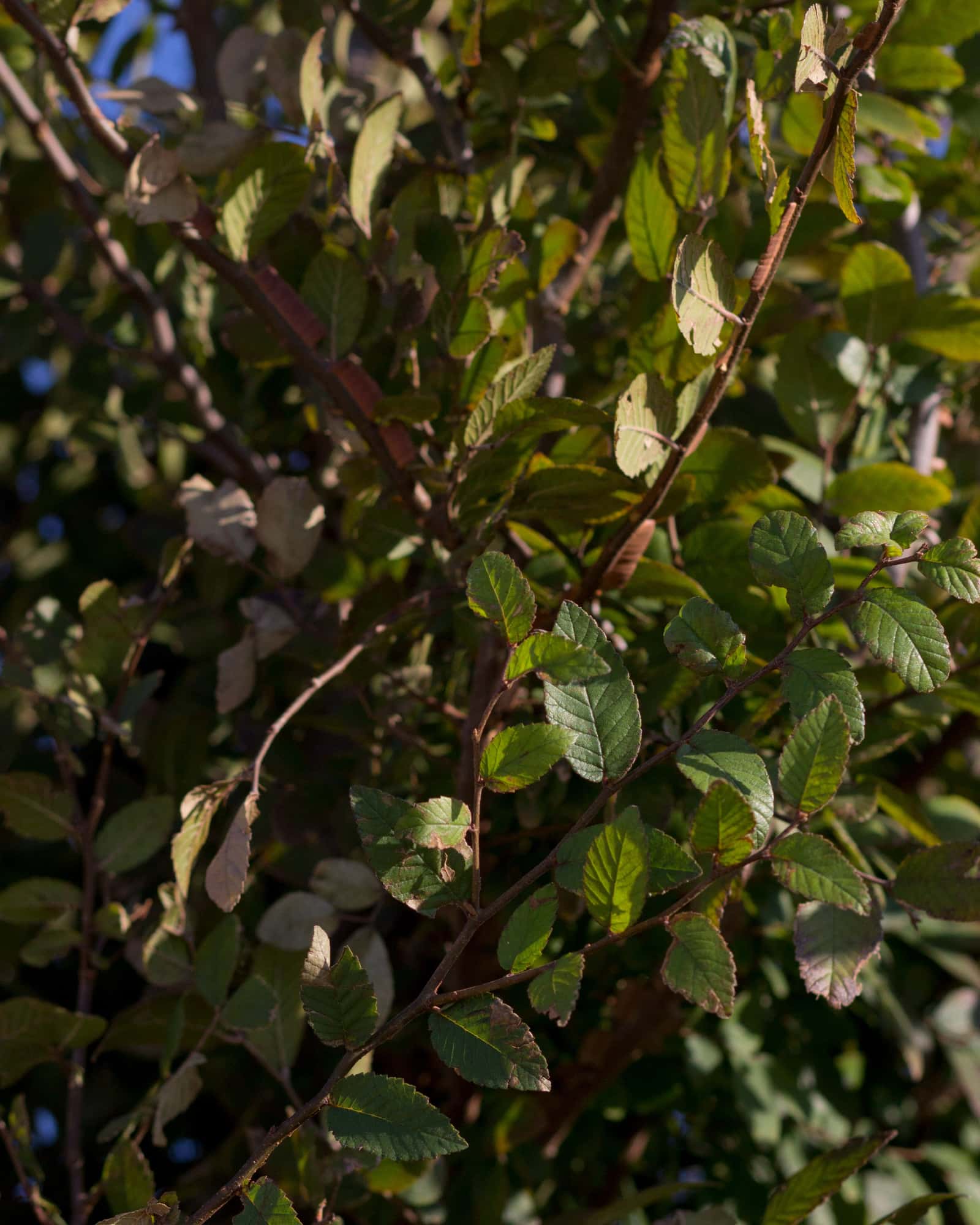 Cedar Elm Pioneer - Image 2