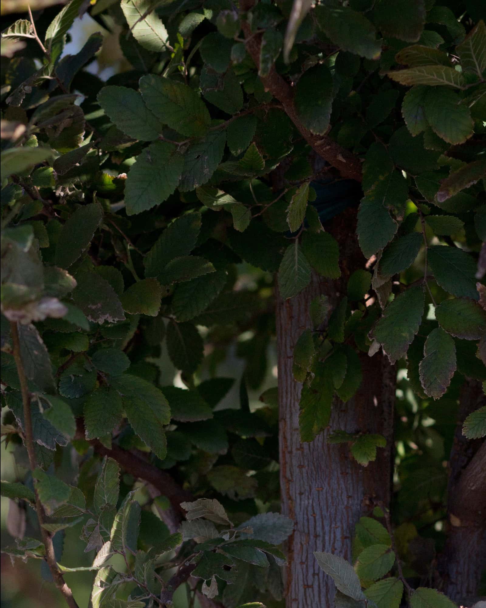 Cedar Elm Pioneer - Image 3
