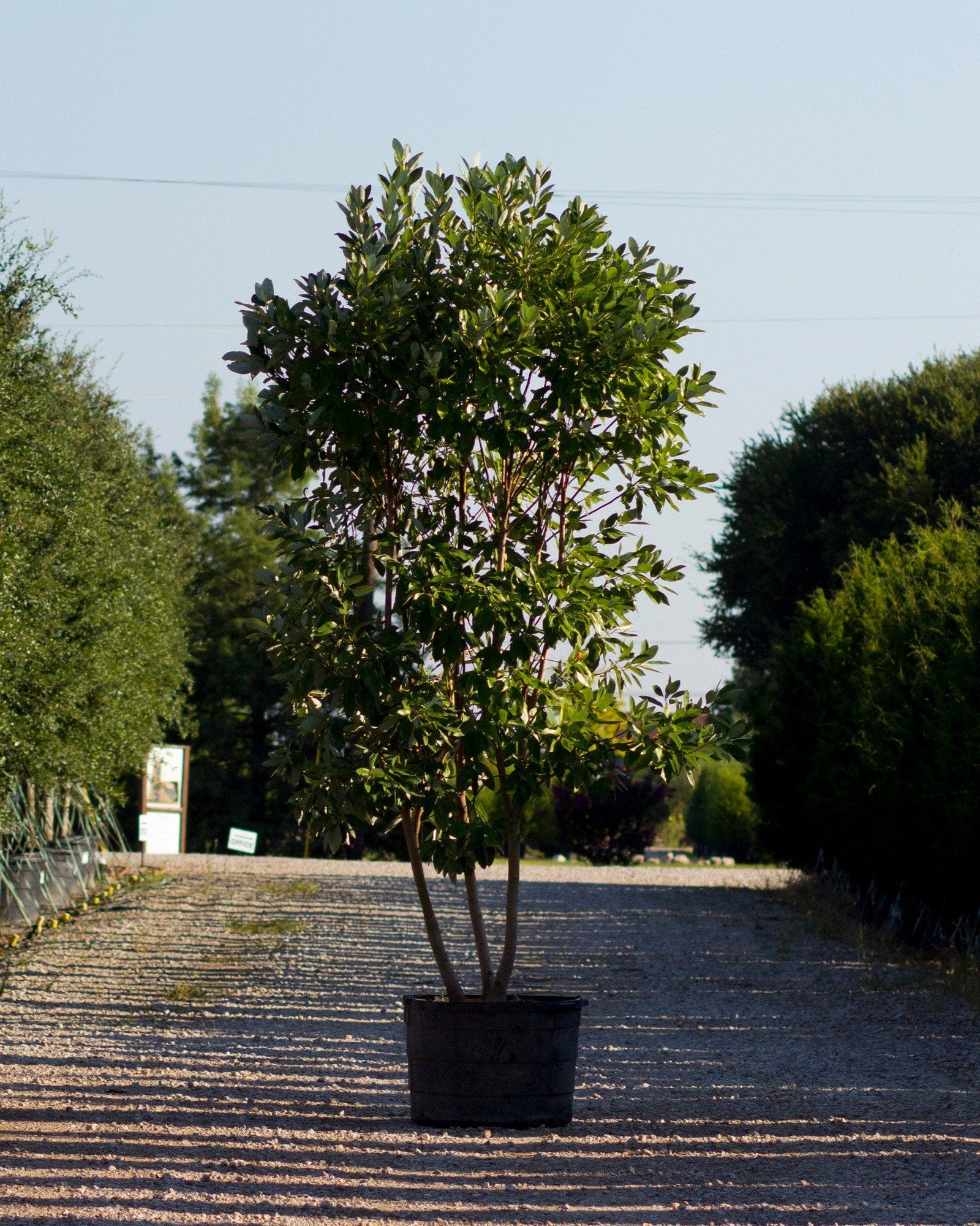 Sweet Bay Magnolia Moonglow