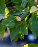 Sweet Bay Magnolia Moonglow Tree Form thumbnail 1
