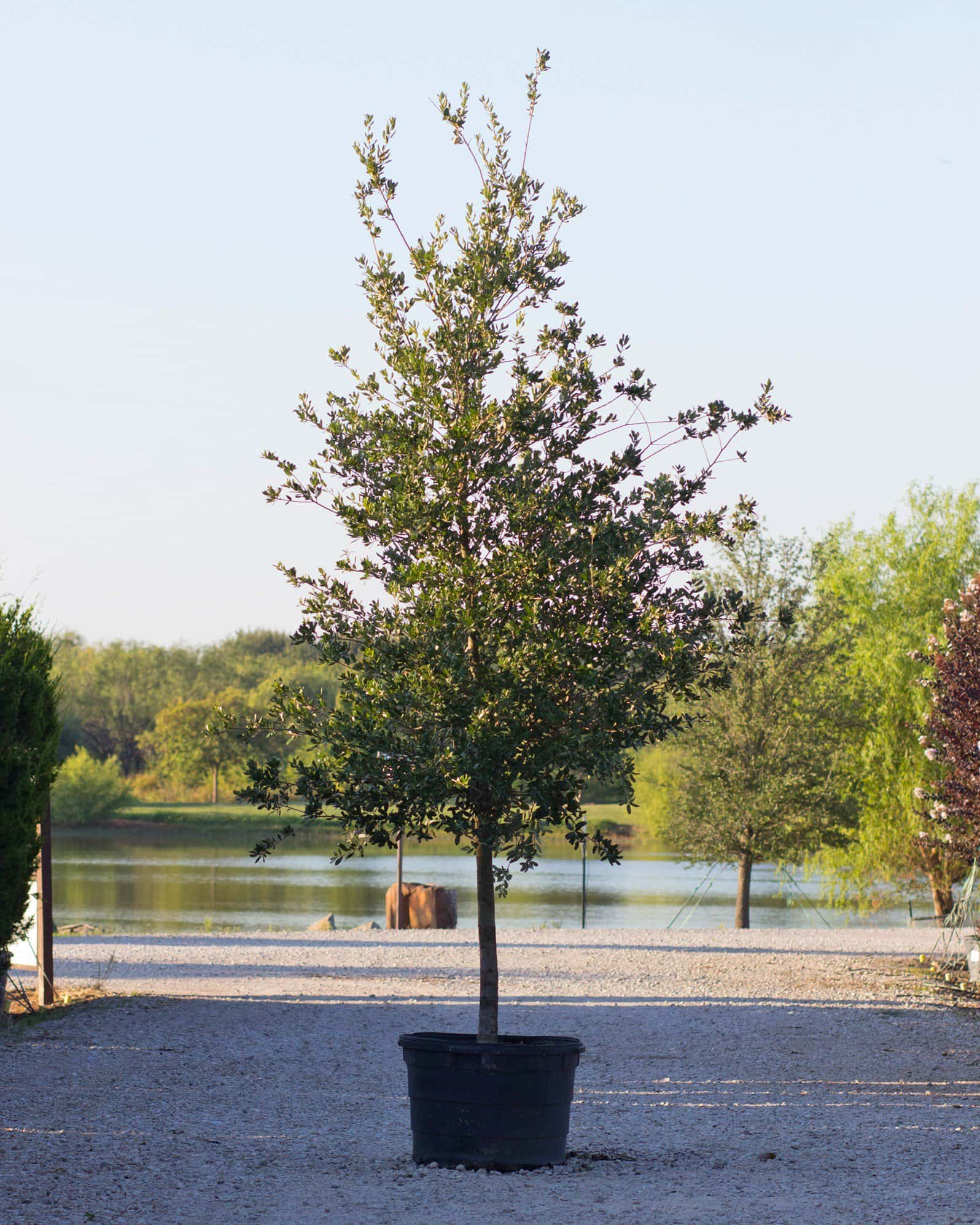 Texas Live Oak - Main Image