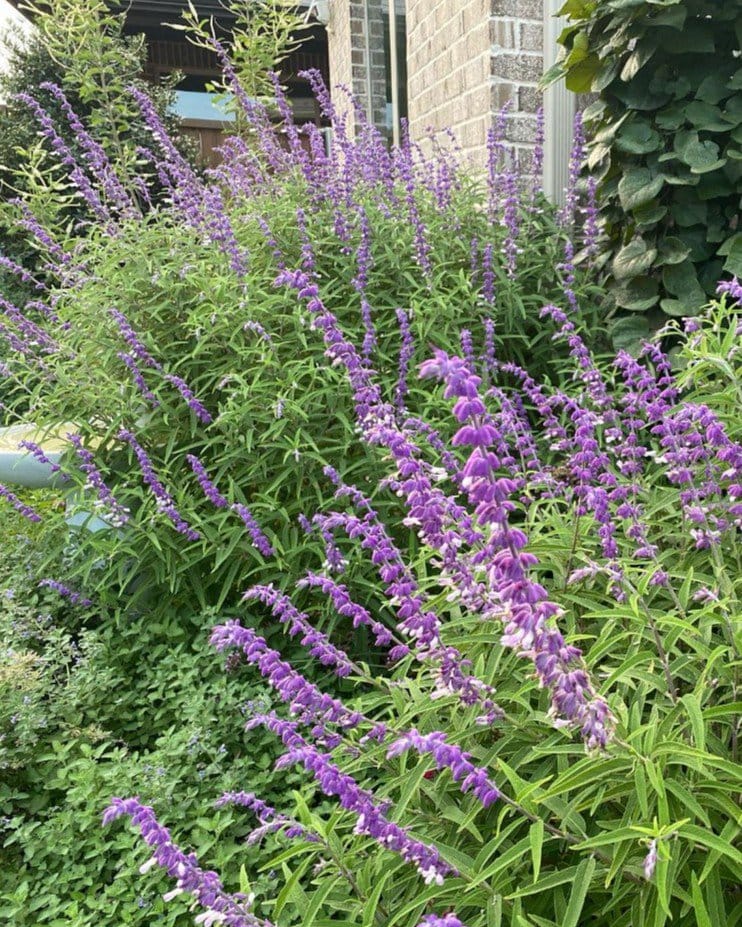 Mexican Bush Sage - view 3