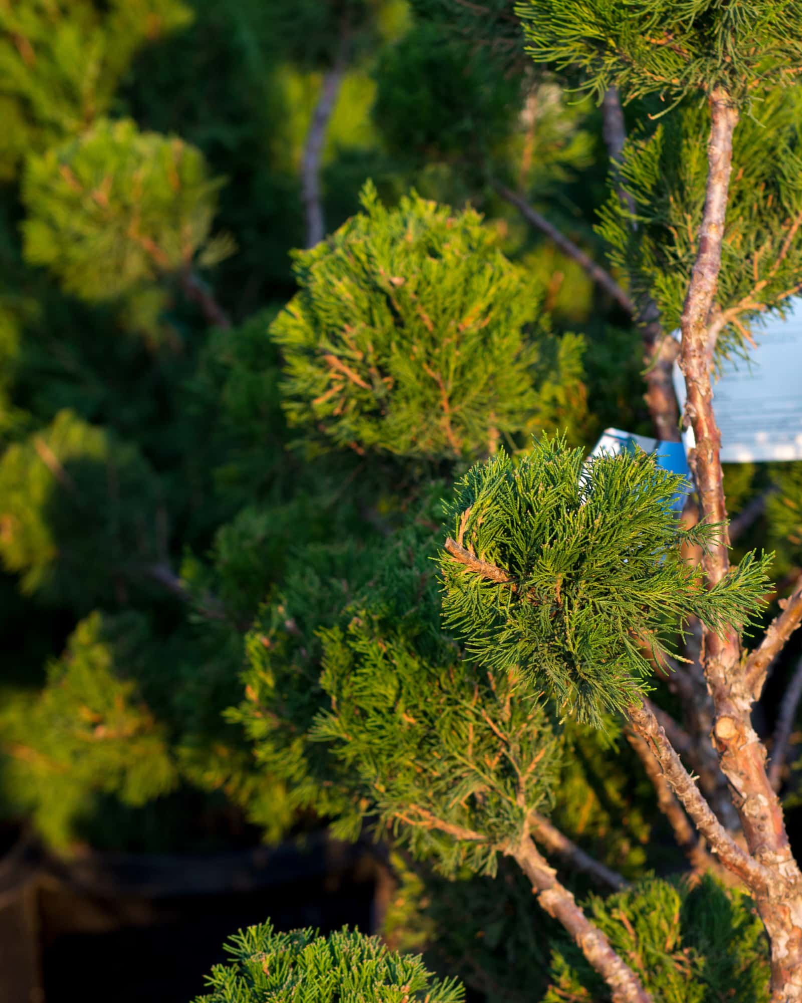Sea Green Juniper Pom Pom - Image 1