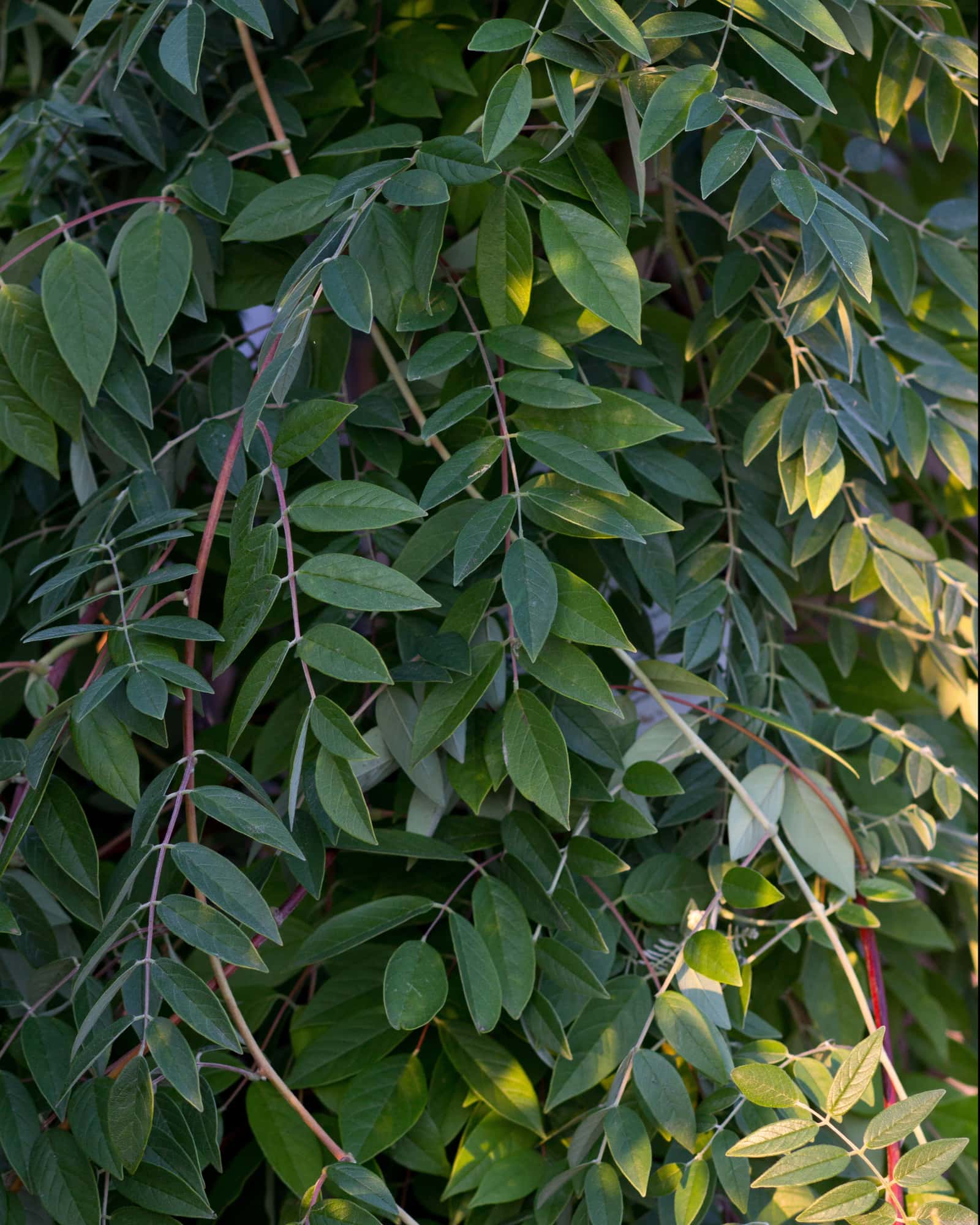 Amethyst Falls Wisteria - Main Image