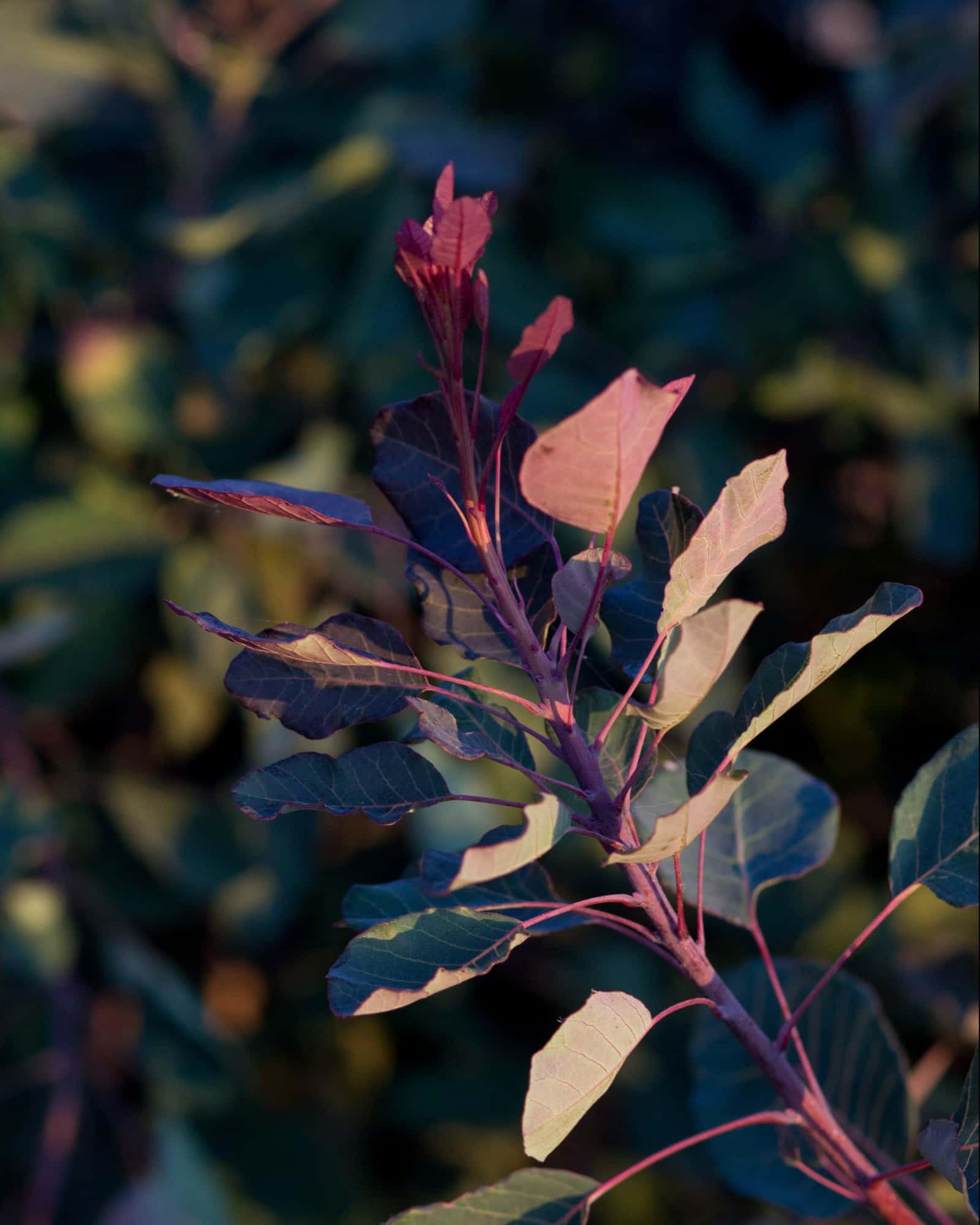 Dusky Maiden Smoketree - Image 2