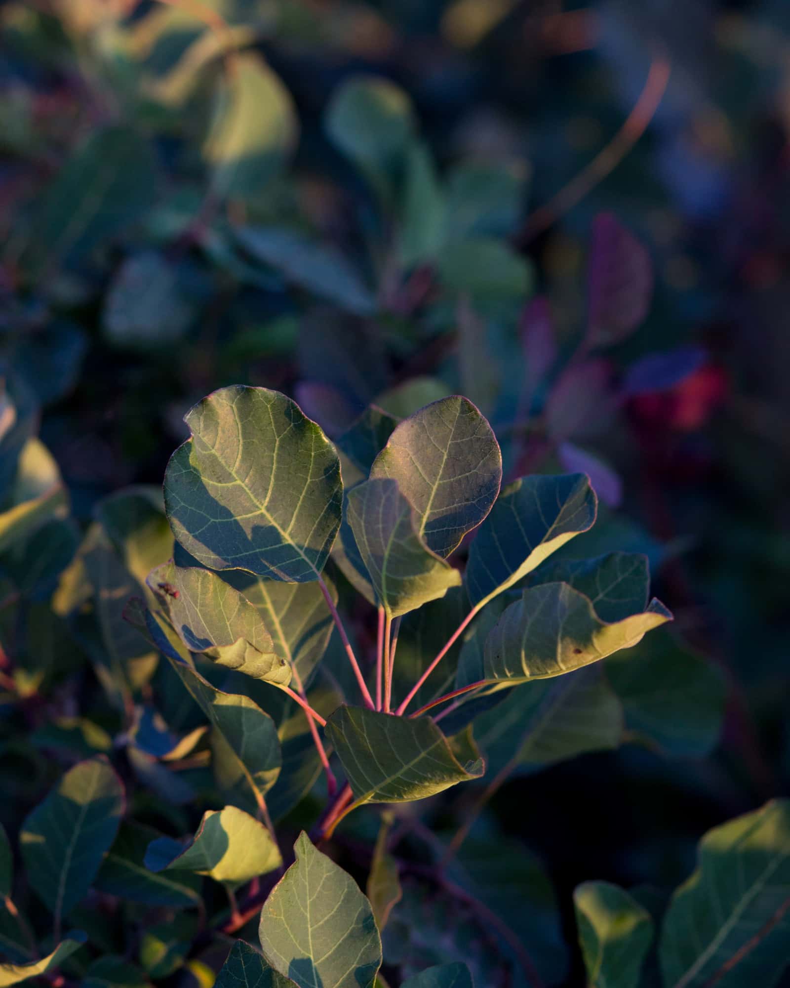 Dusky Maiden Smoketree - Image 3