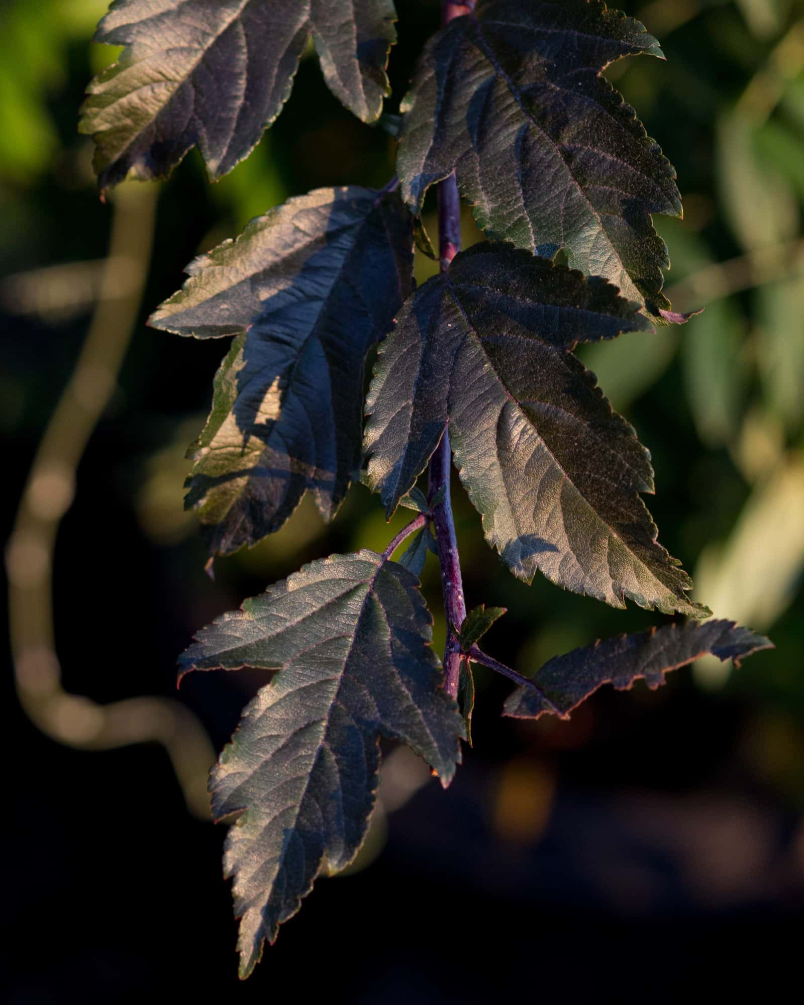 Royal Raindrops Crabapple - Image 1