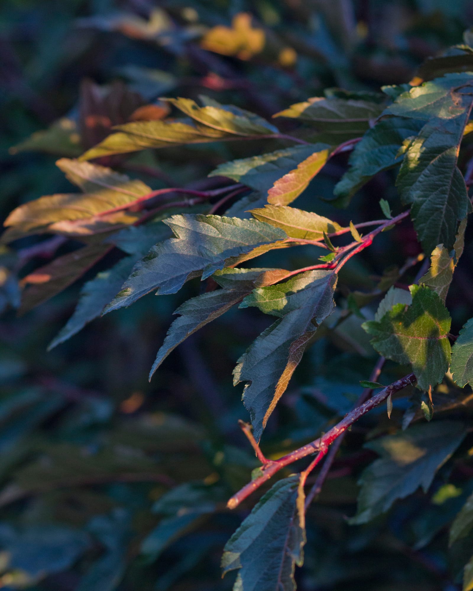 Royal Raindrops Crabapple - view 3