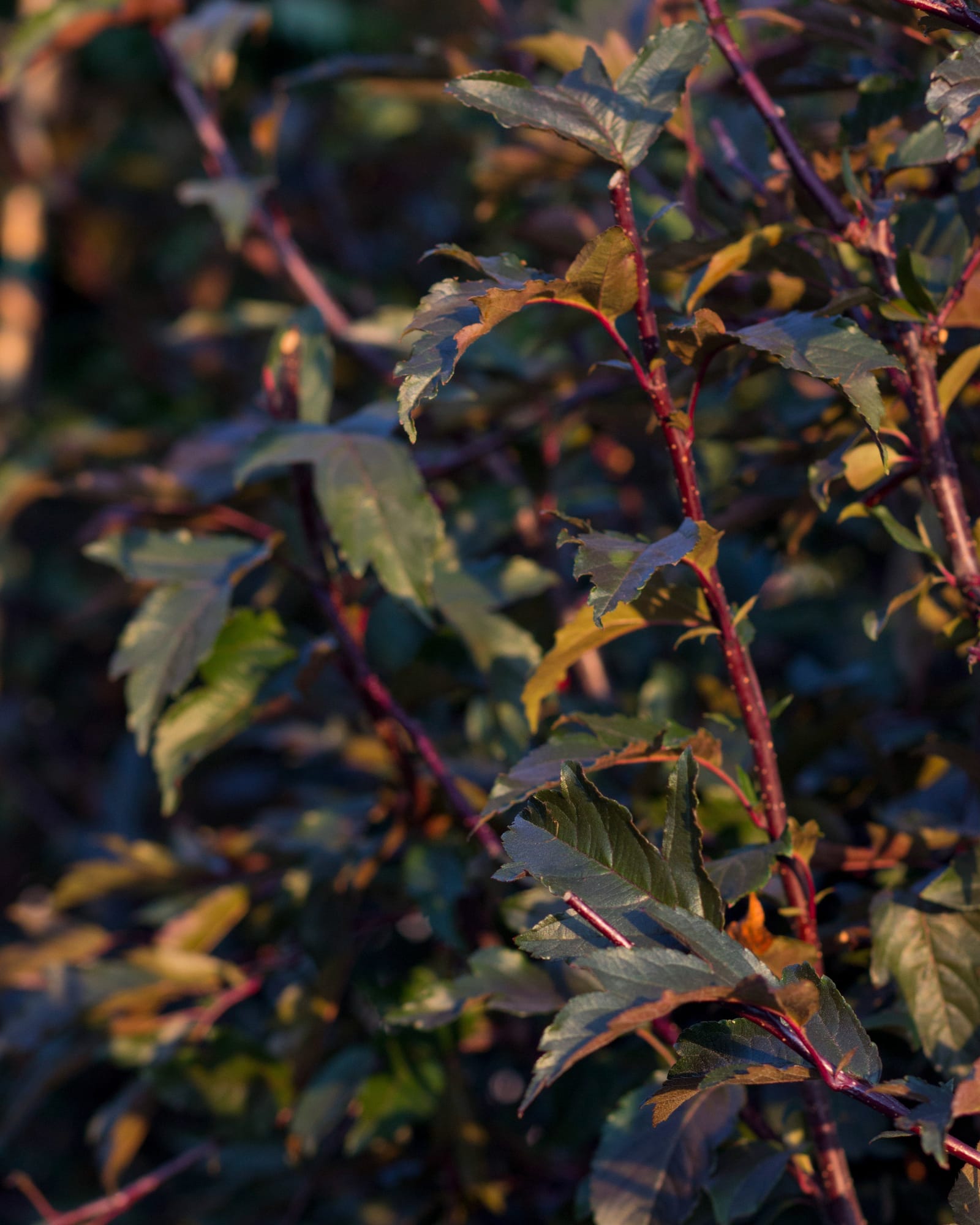 Royal Raindrops Crabapple - view 4