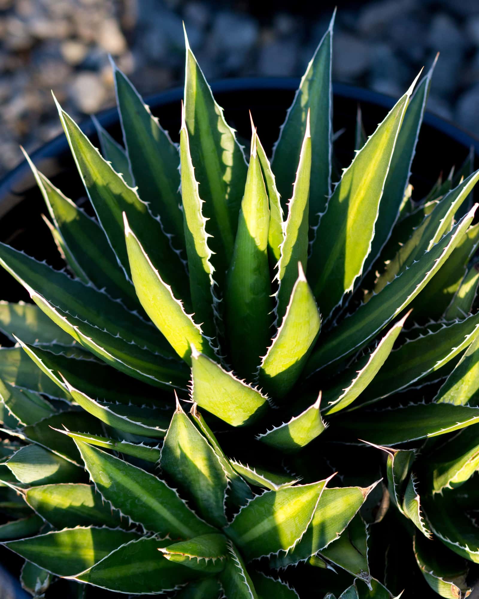 Splendida Agave - Image 5