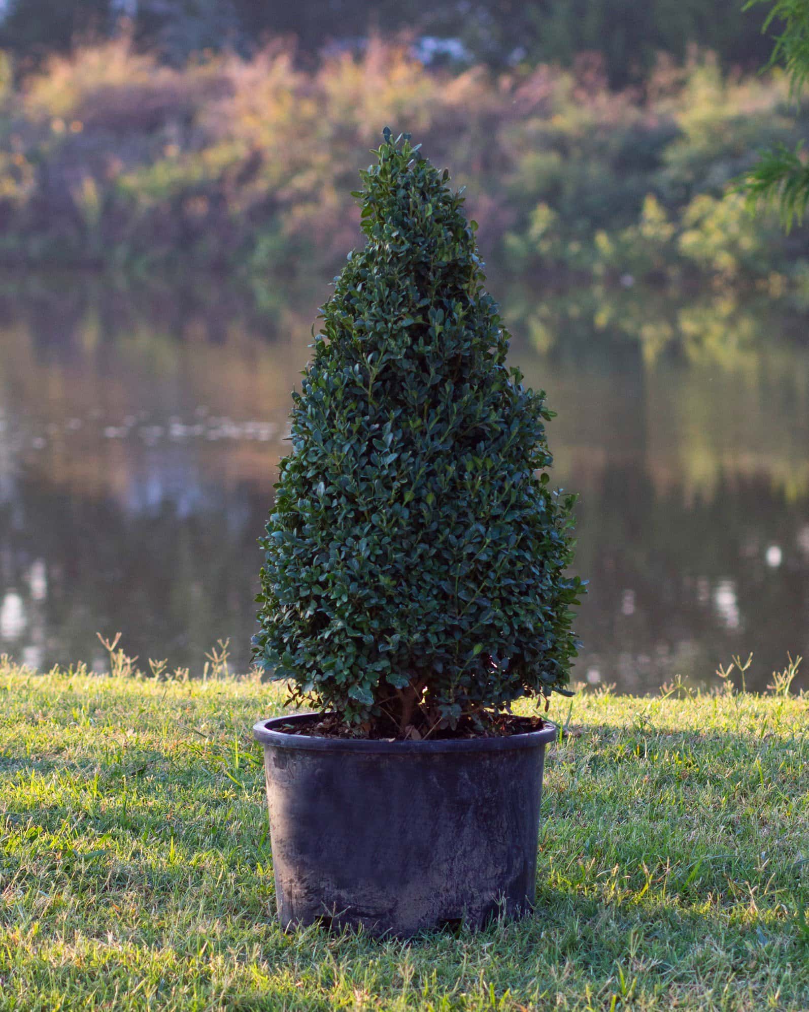Green Mountain Boxwood Cone - Image 1