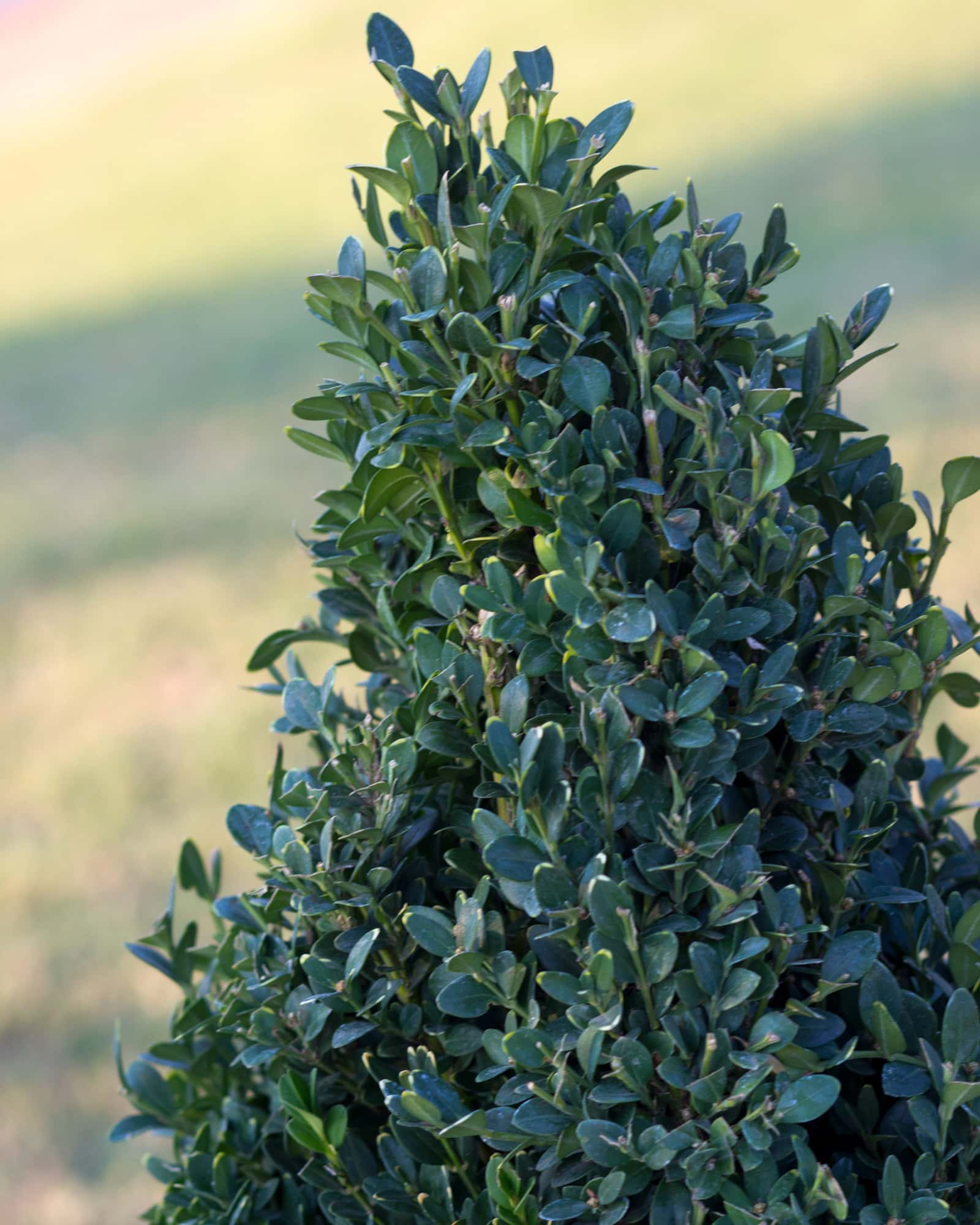 Green Mountain Boxwood Cone - Image 2