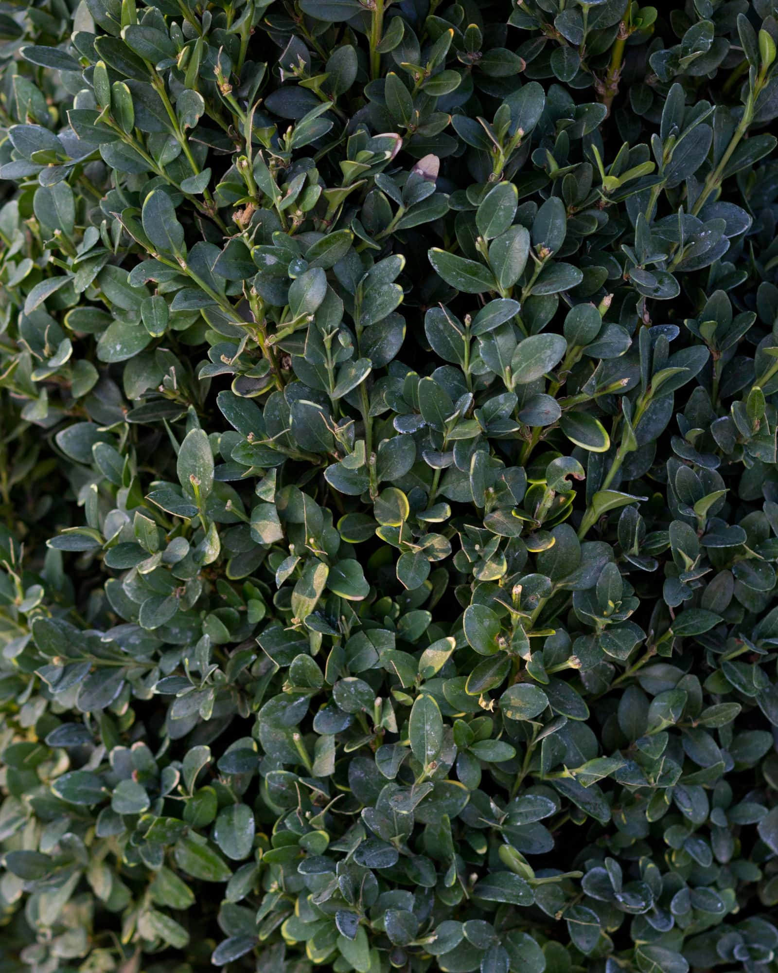 Green Mountain Boxwood Cone - Image 3