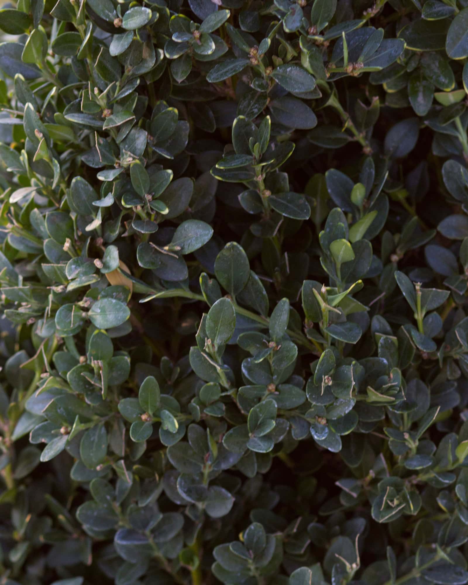 Green Mountain Boxwood Cone - Image 4
