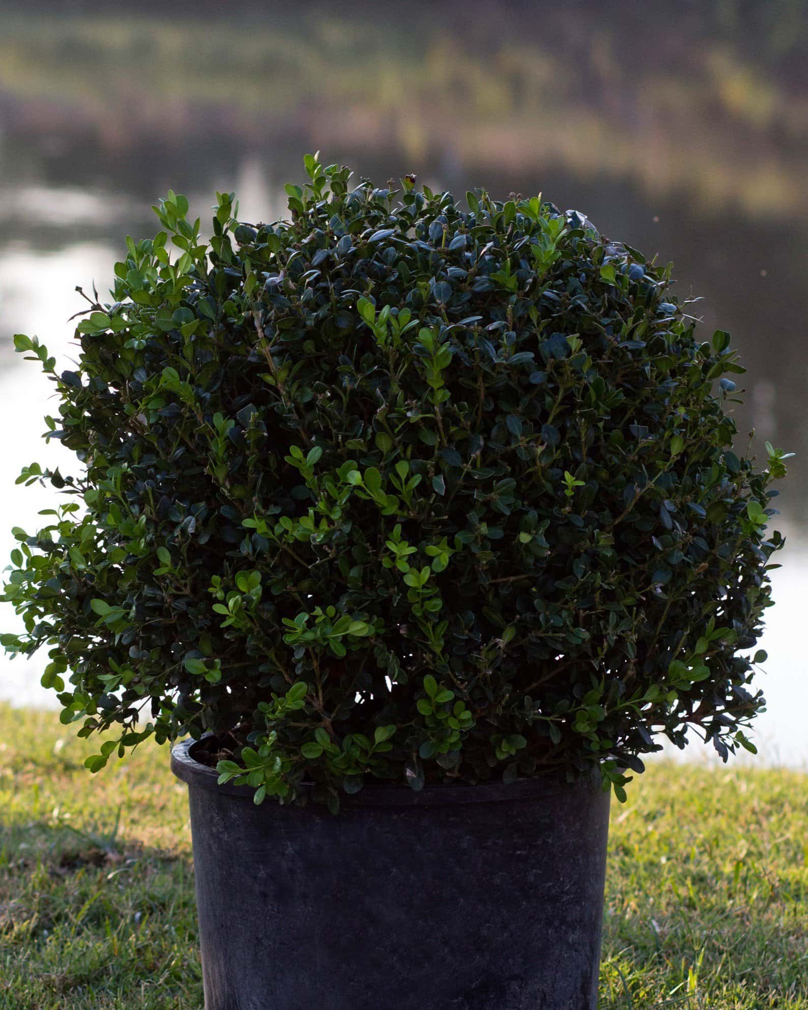 Wintergreen Boxwood Globe - Main Image