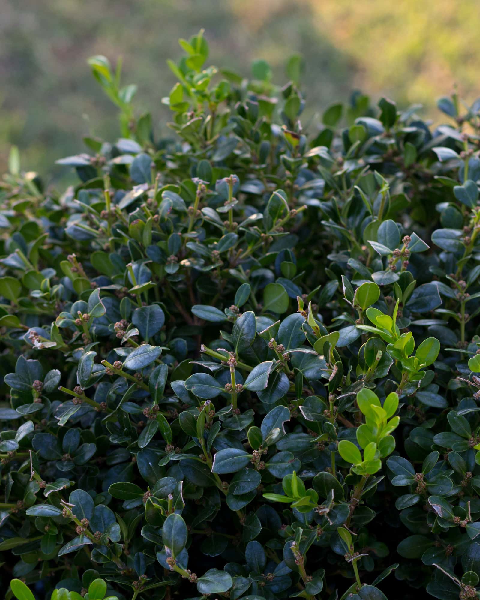 Wintergreen Boxwood Globe - Image 1