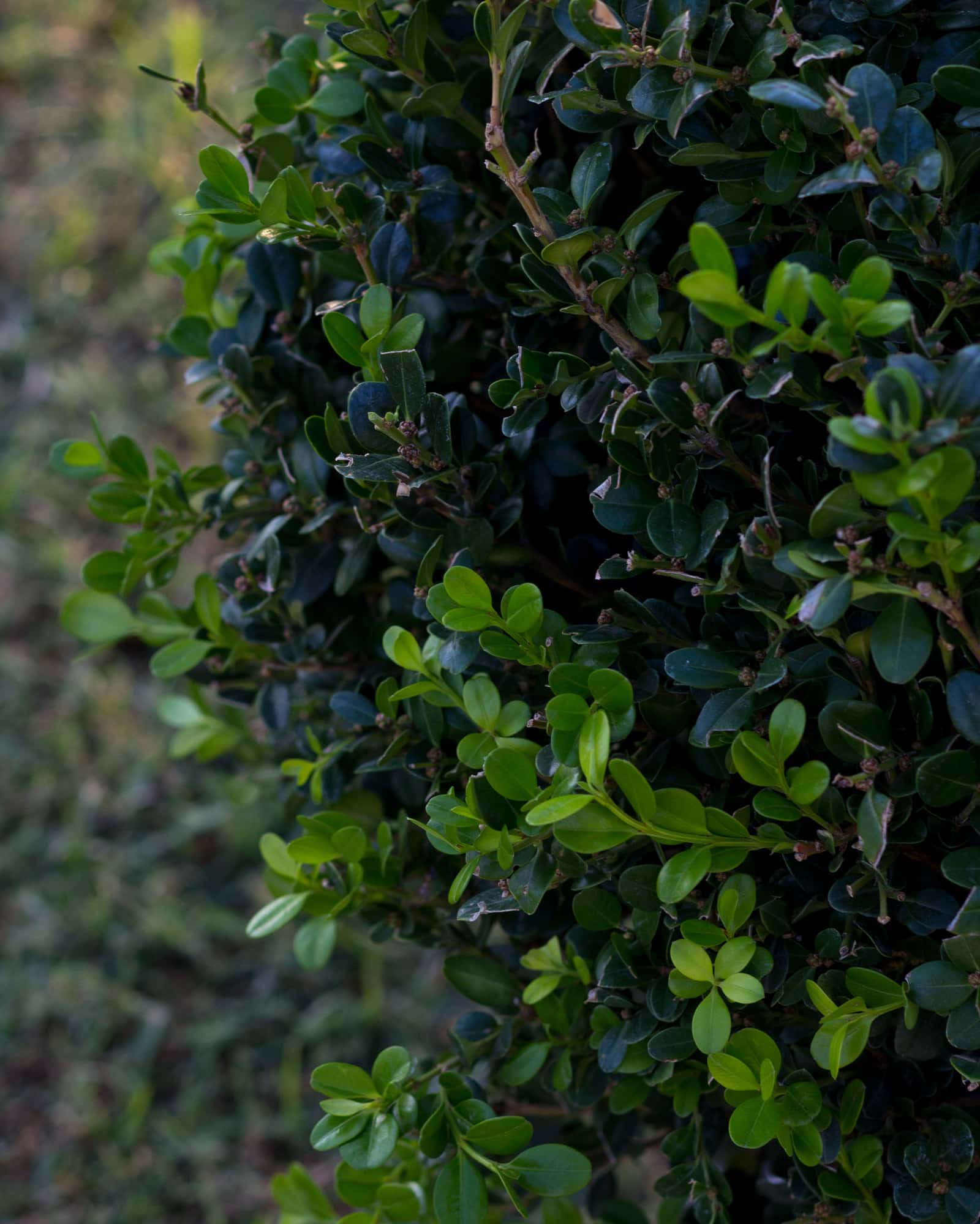 Wintergreen Boxwood Globe - Image 2