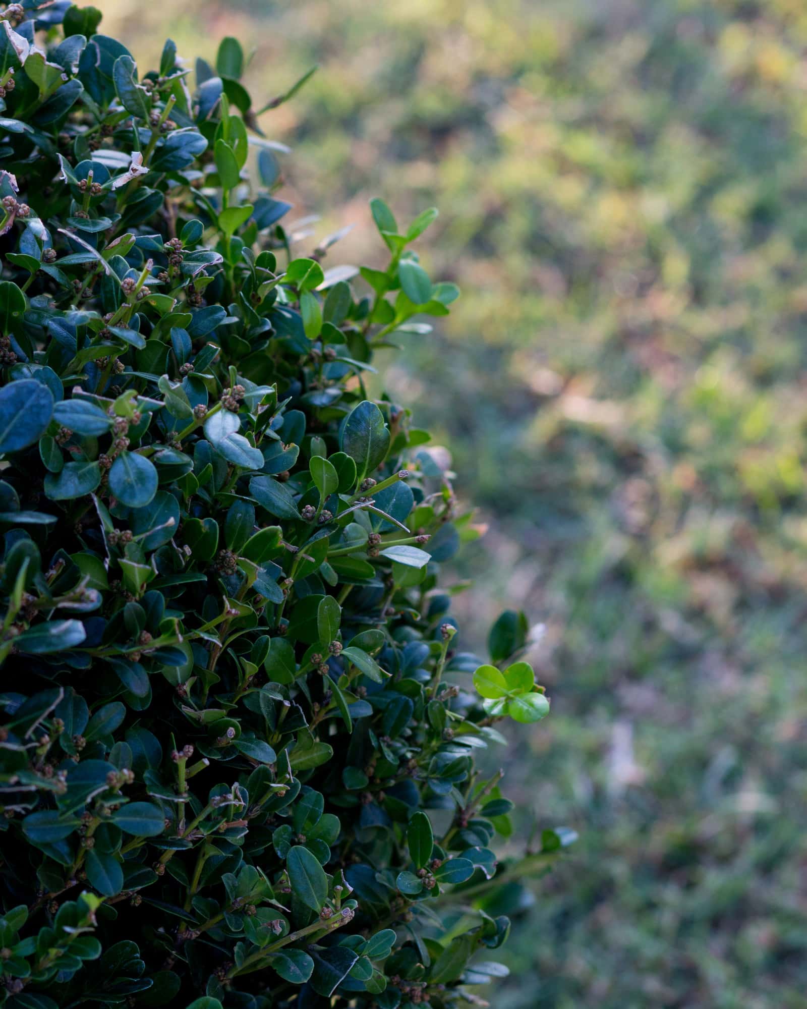 Wintergreen Boxwood Globe - Image 3