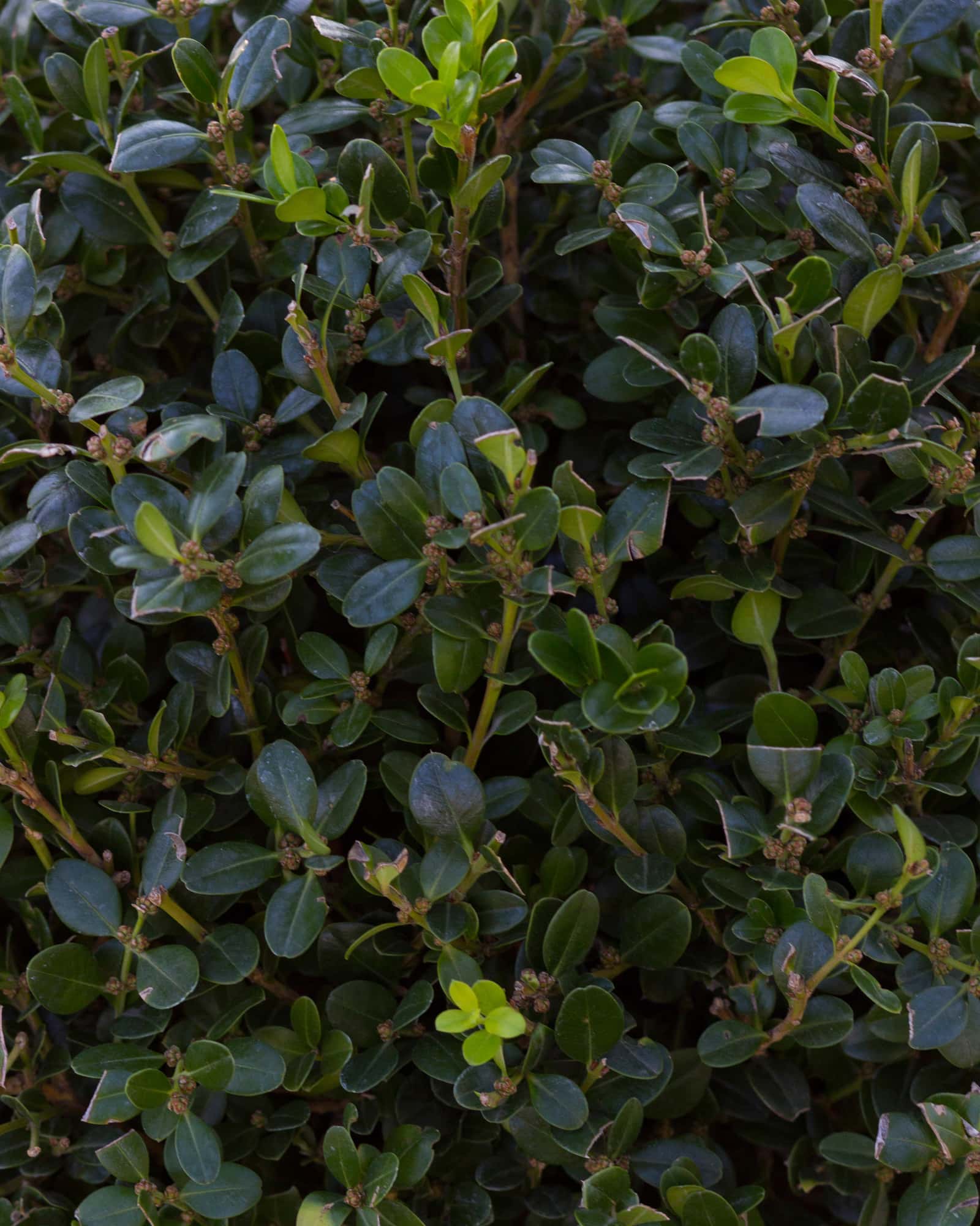 Wintergreen Boxwood Globe - Image 5
