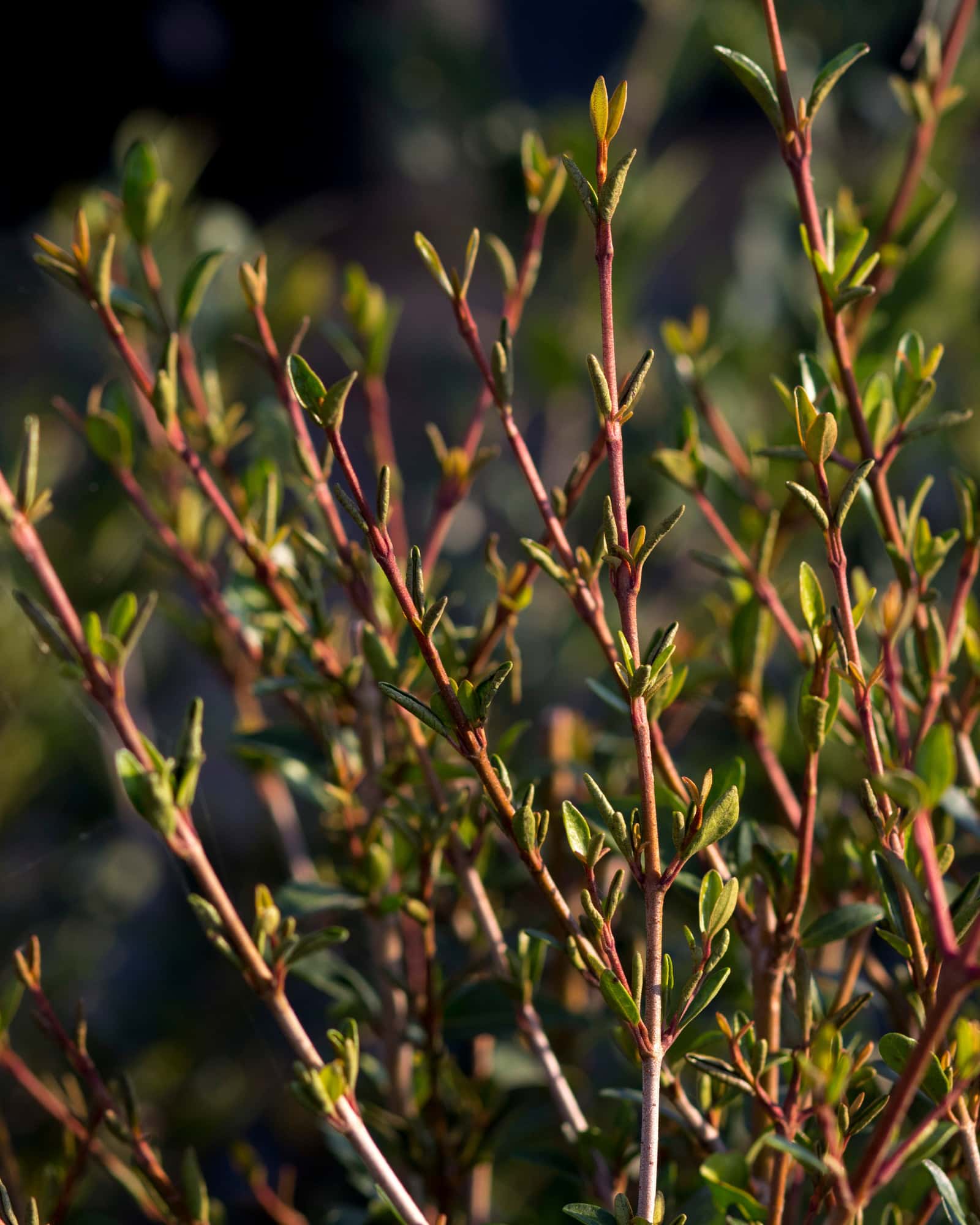 Walter's Viburnum - Main Image
