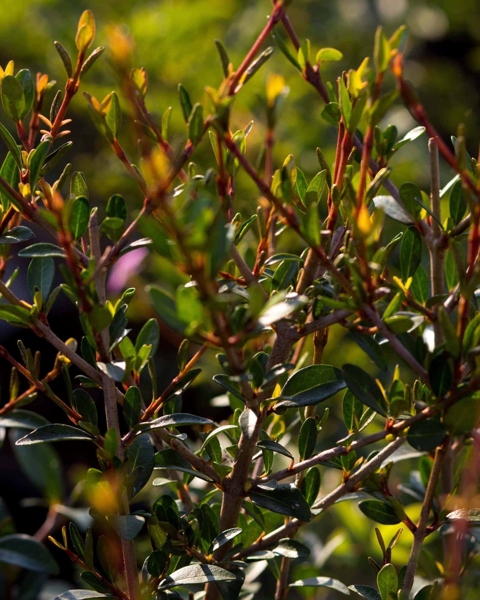 Walter's Viburnum - Image 2