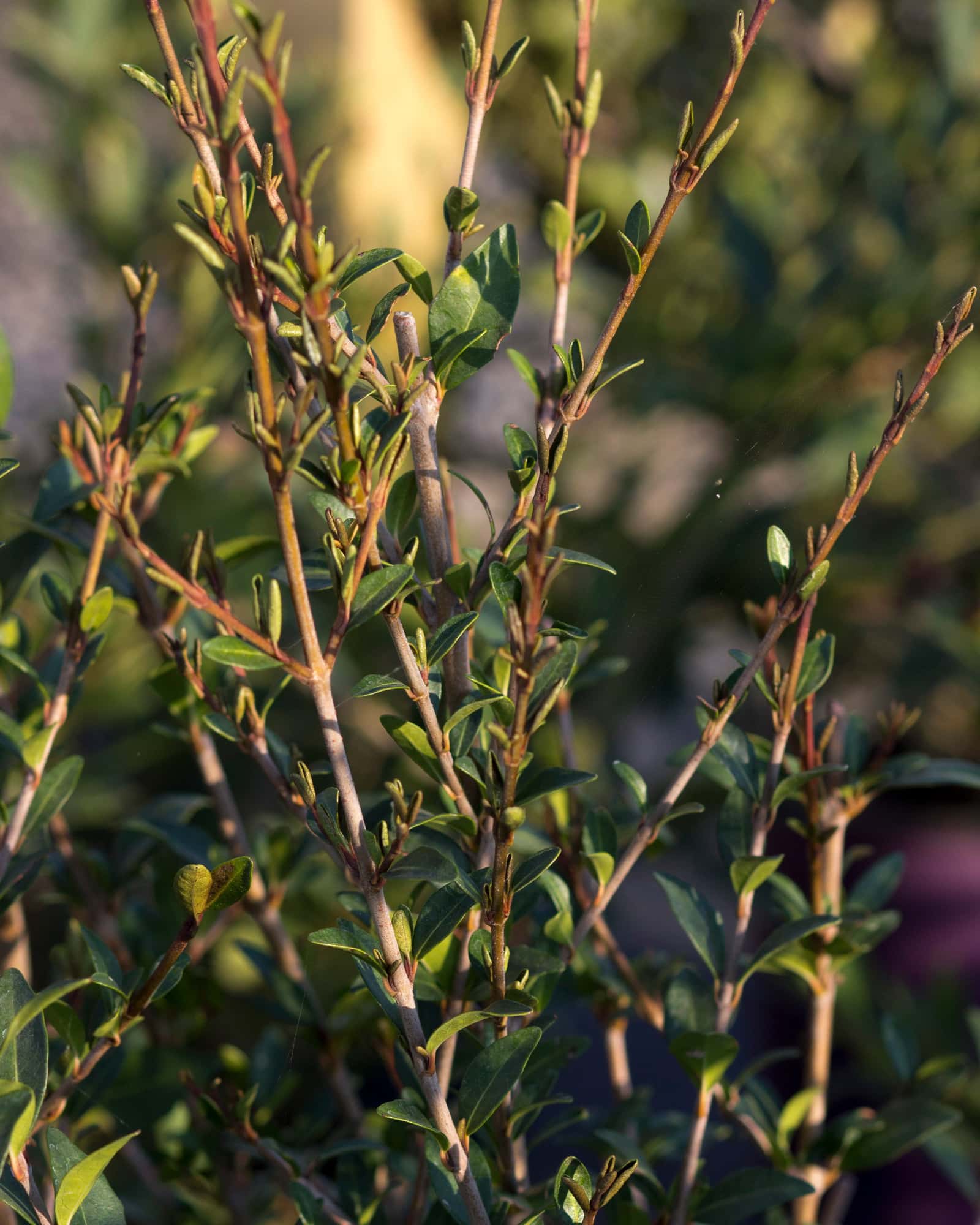 Walter's Viburnum - Image 3
