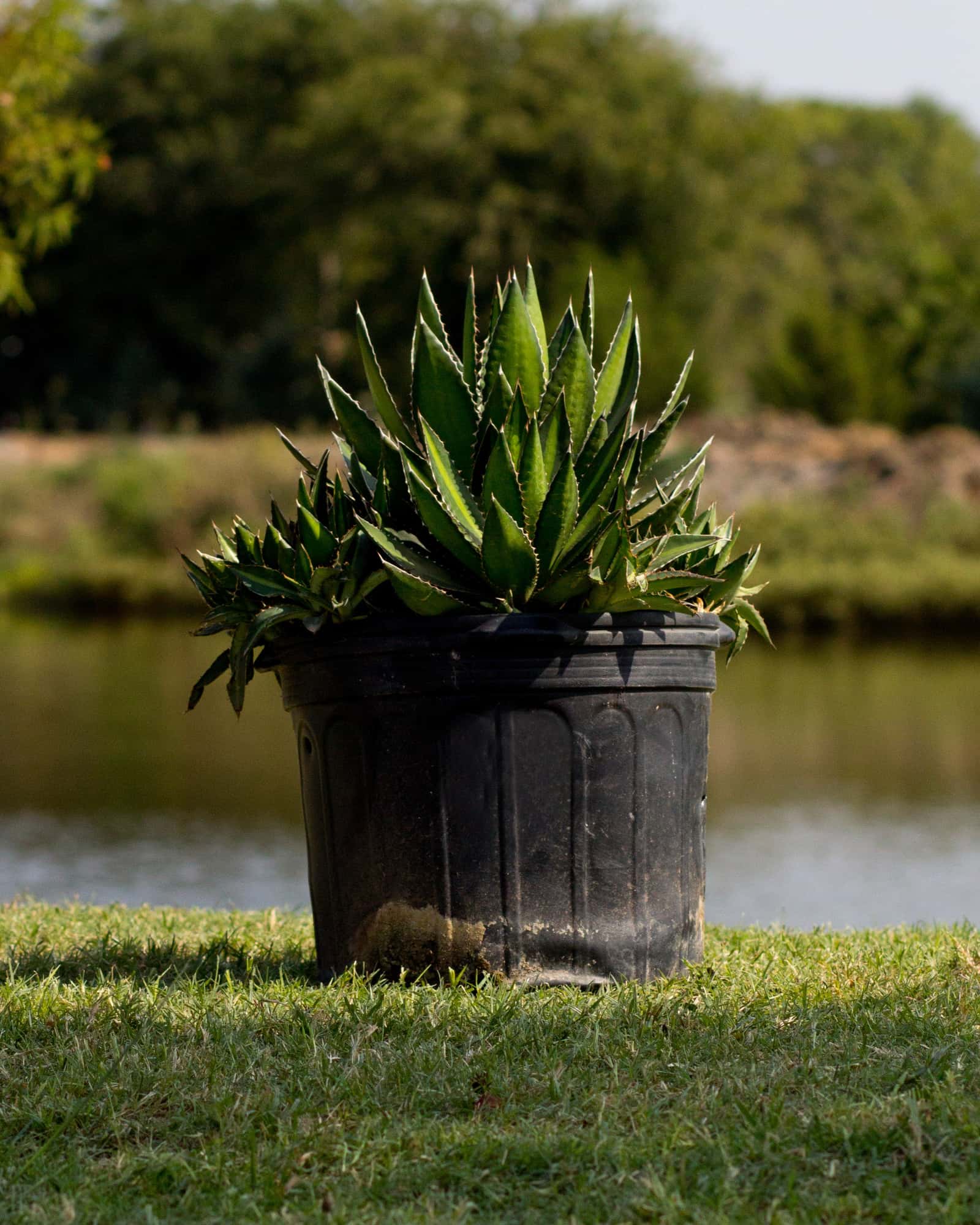 Splendida Agave - Image 6
