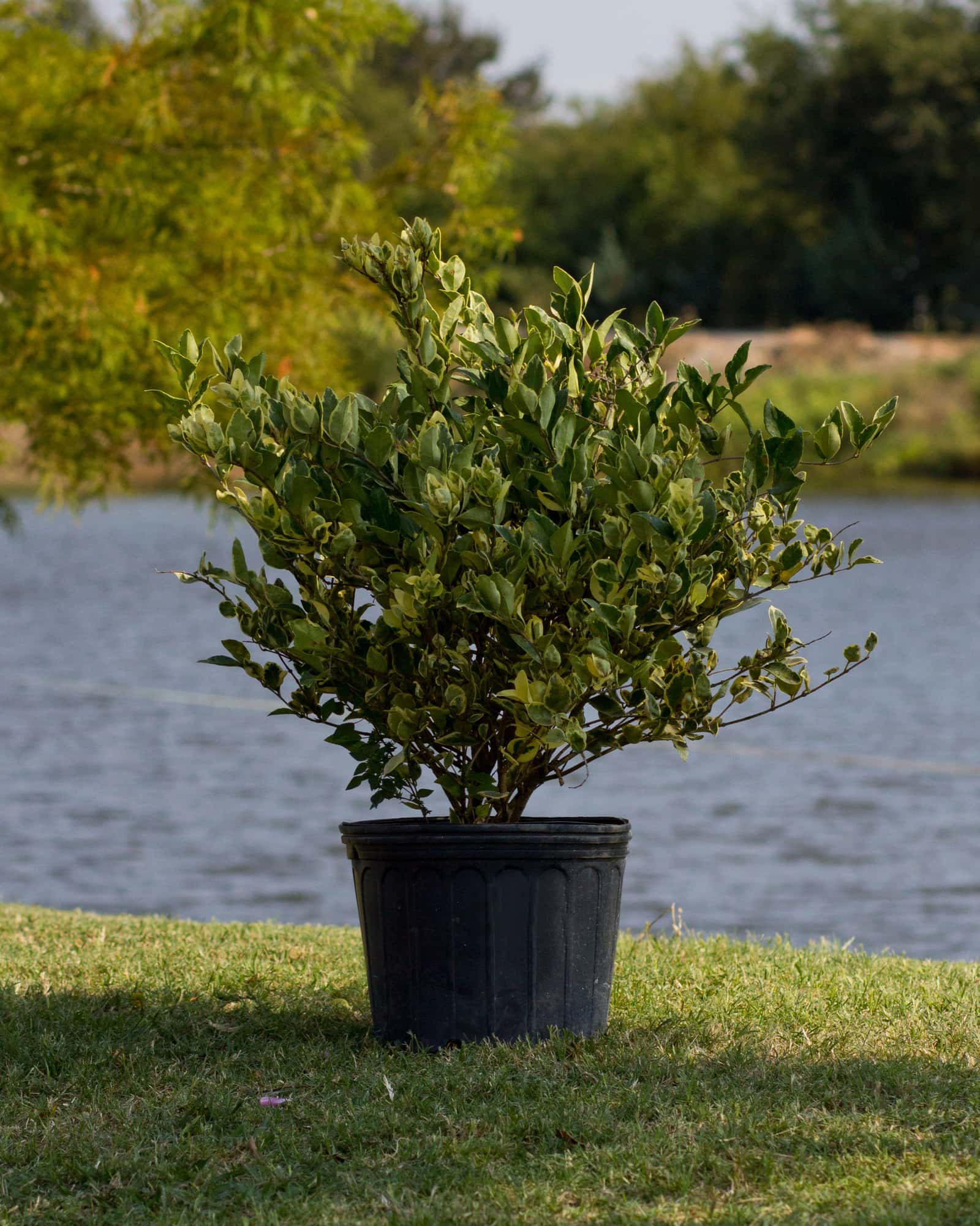 Jack Frost Ligustrum - Image 7