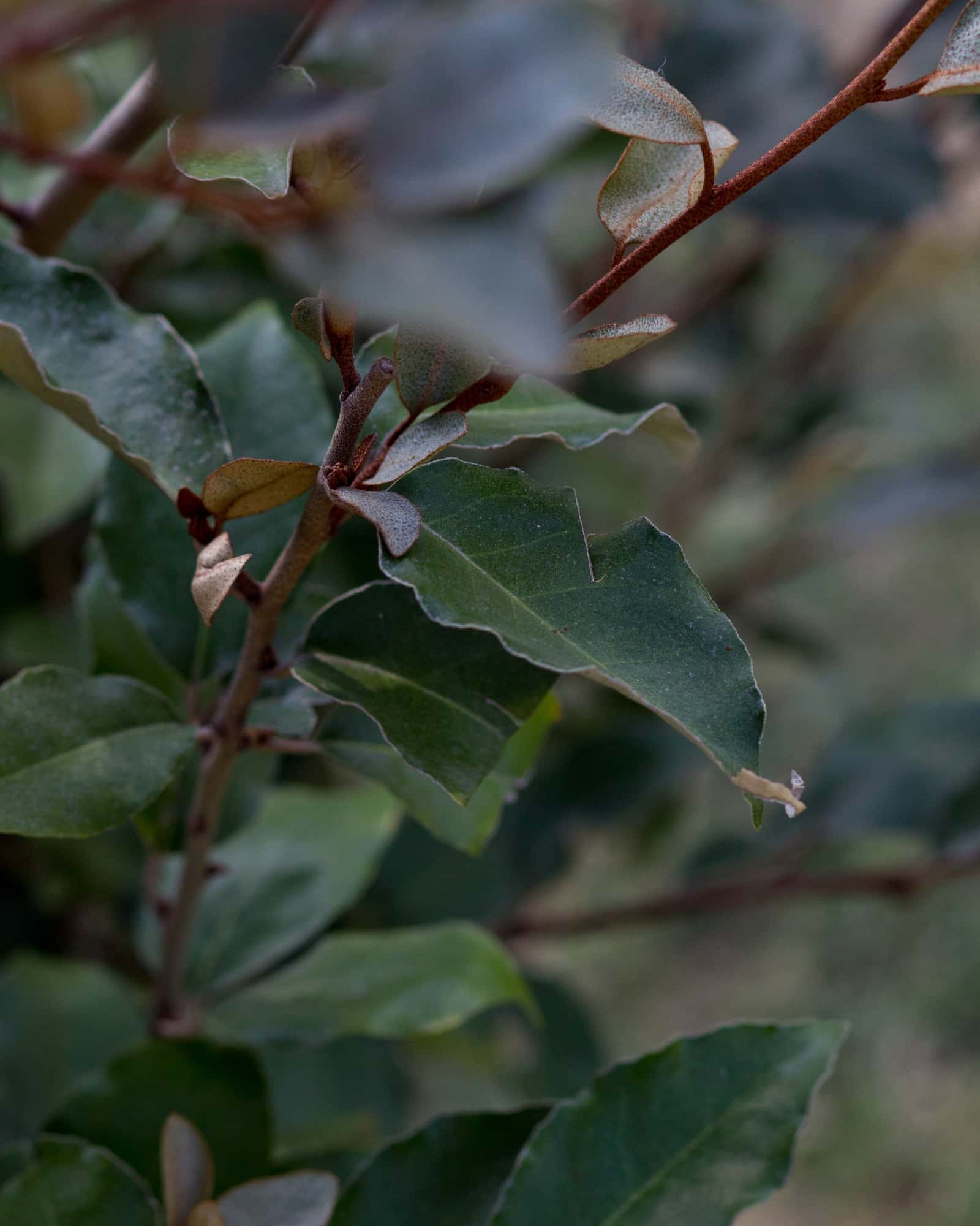 Fruitland Elaeagnus - Image 6