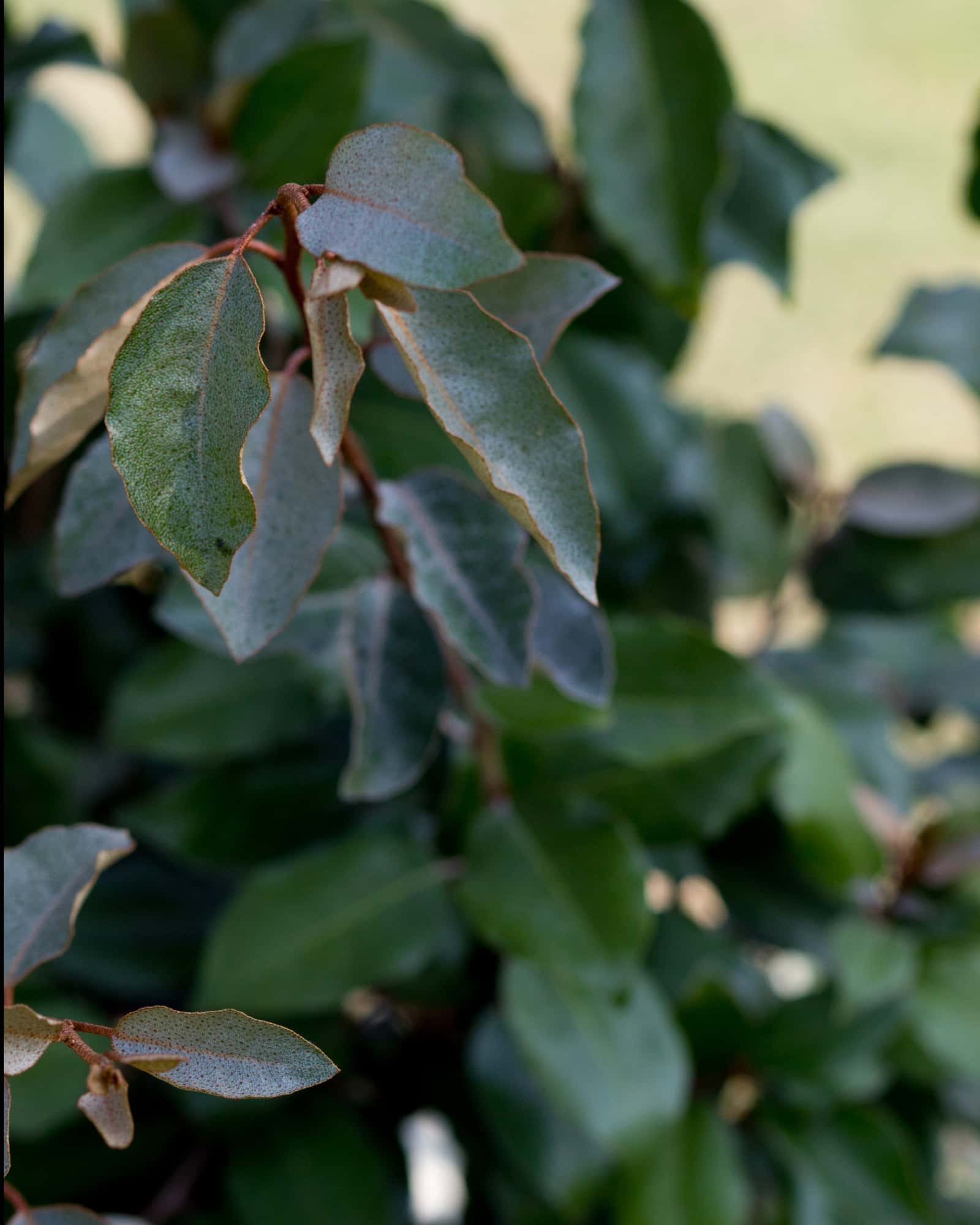 Fruitland Elaeagnus - Image 7