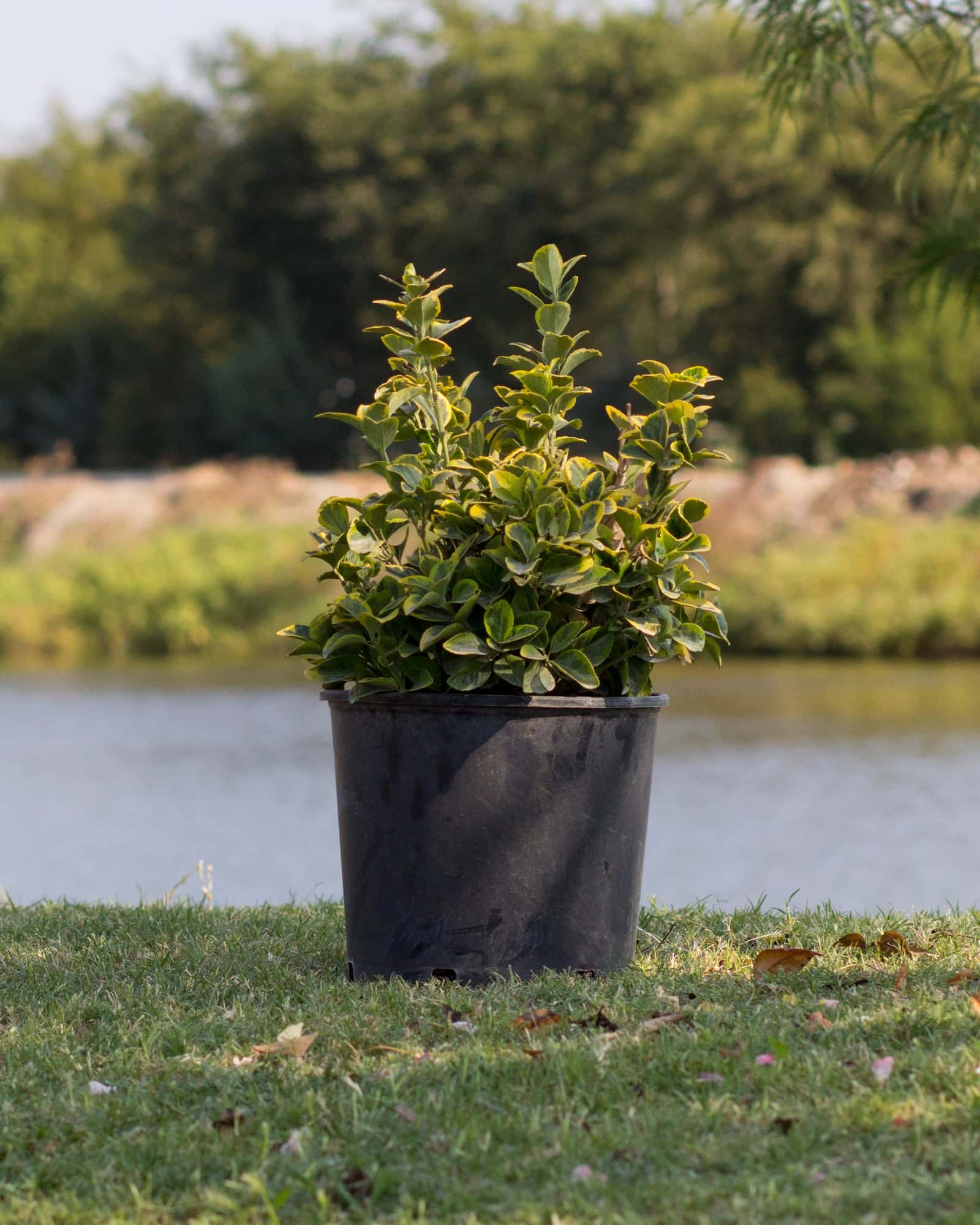 Golden Euonymus - Image 5