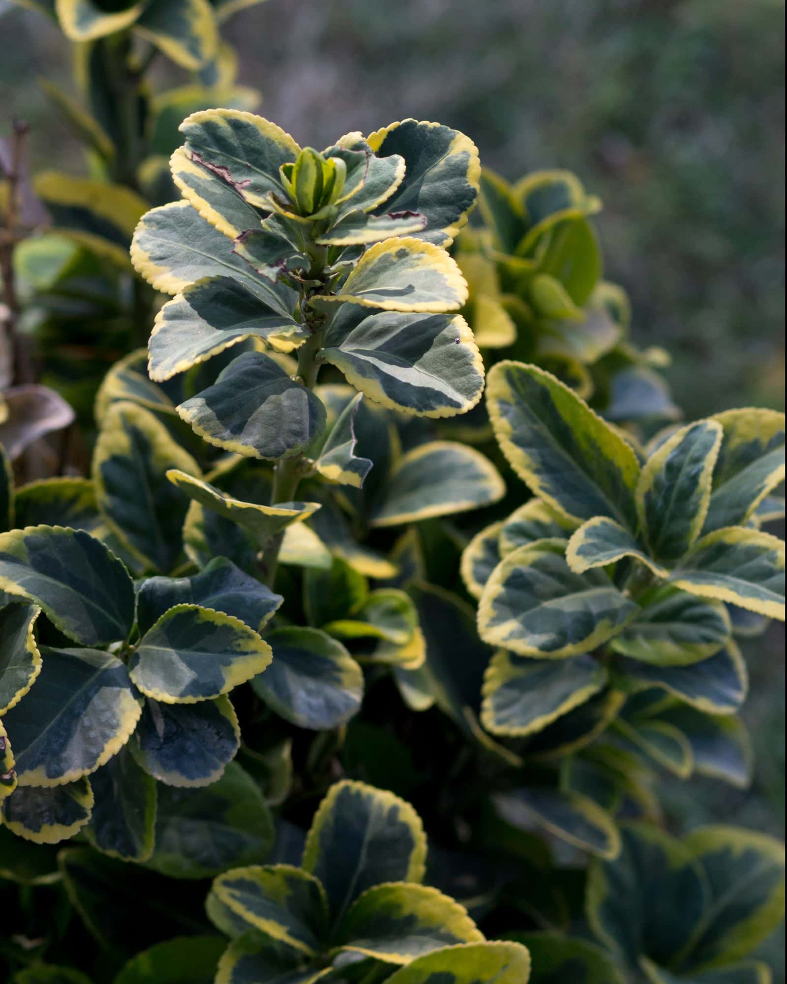 Golden Euonymus - Image 6