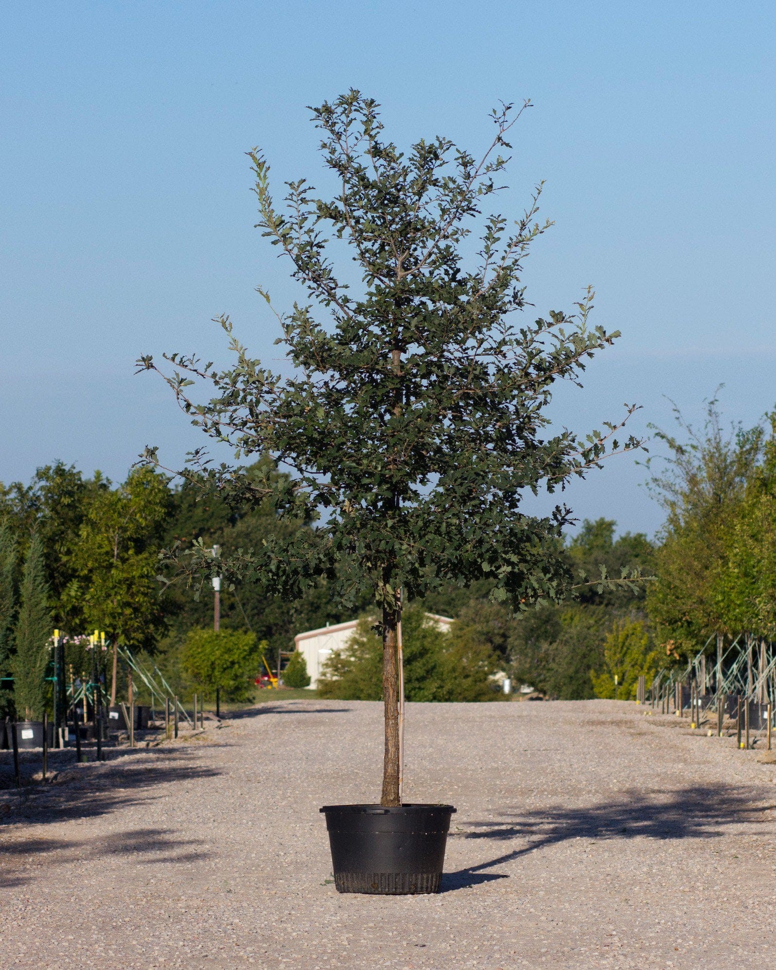 Lacey Oak