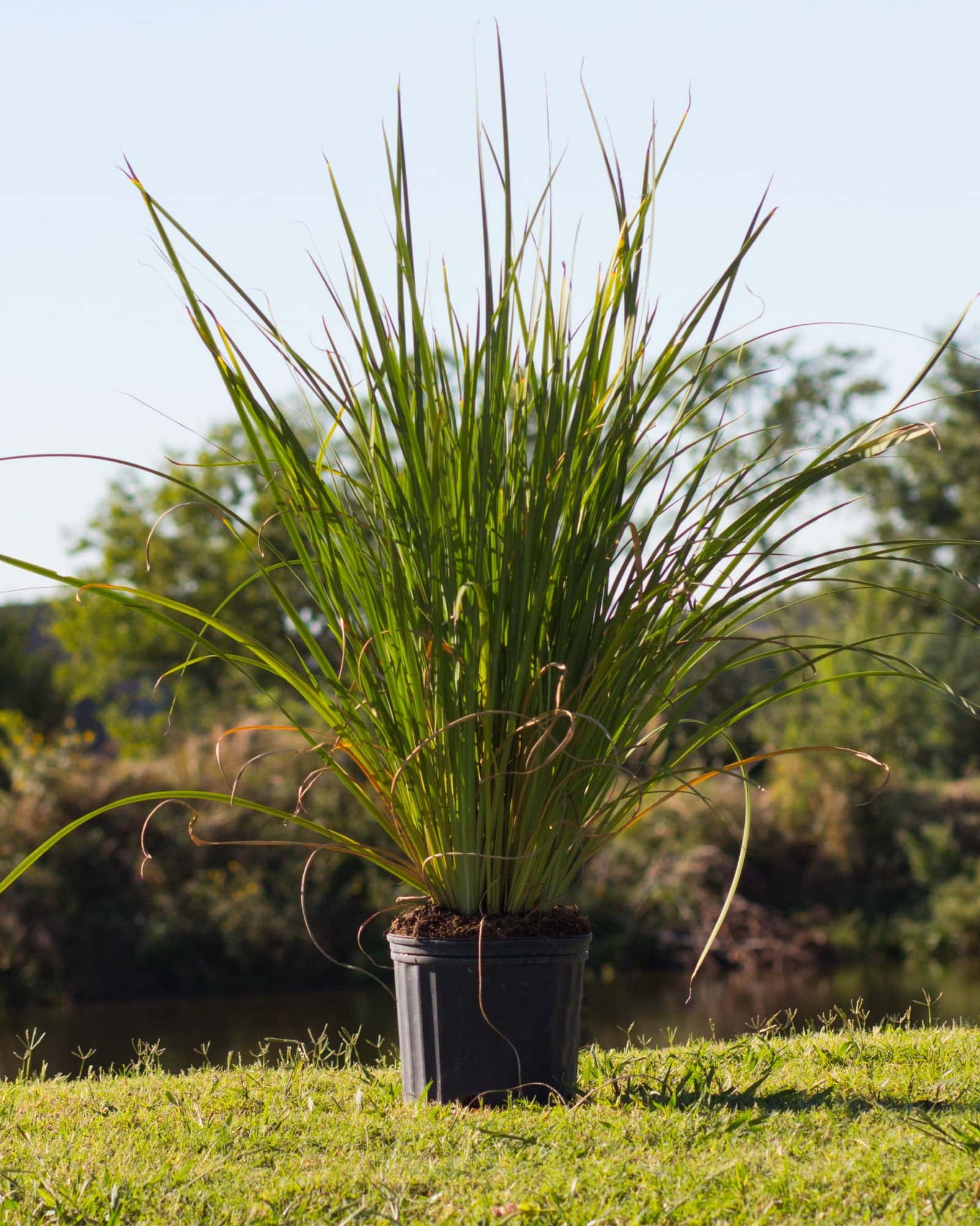 Yellow Iris - Main Image