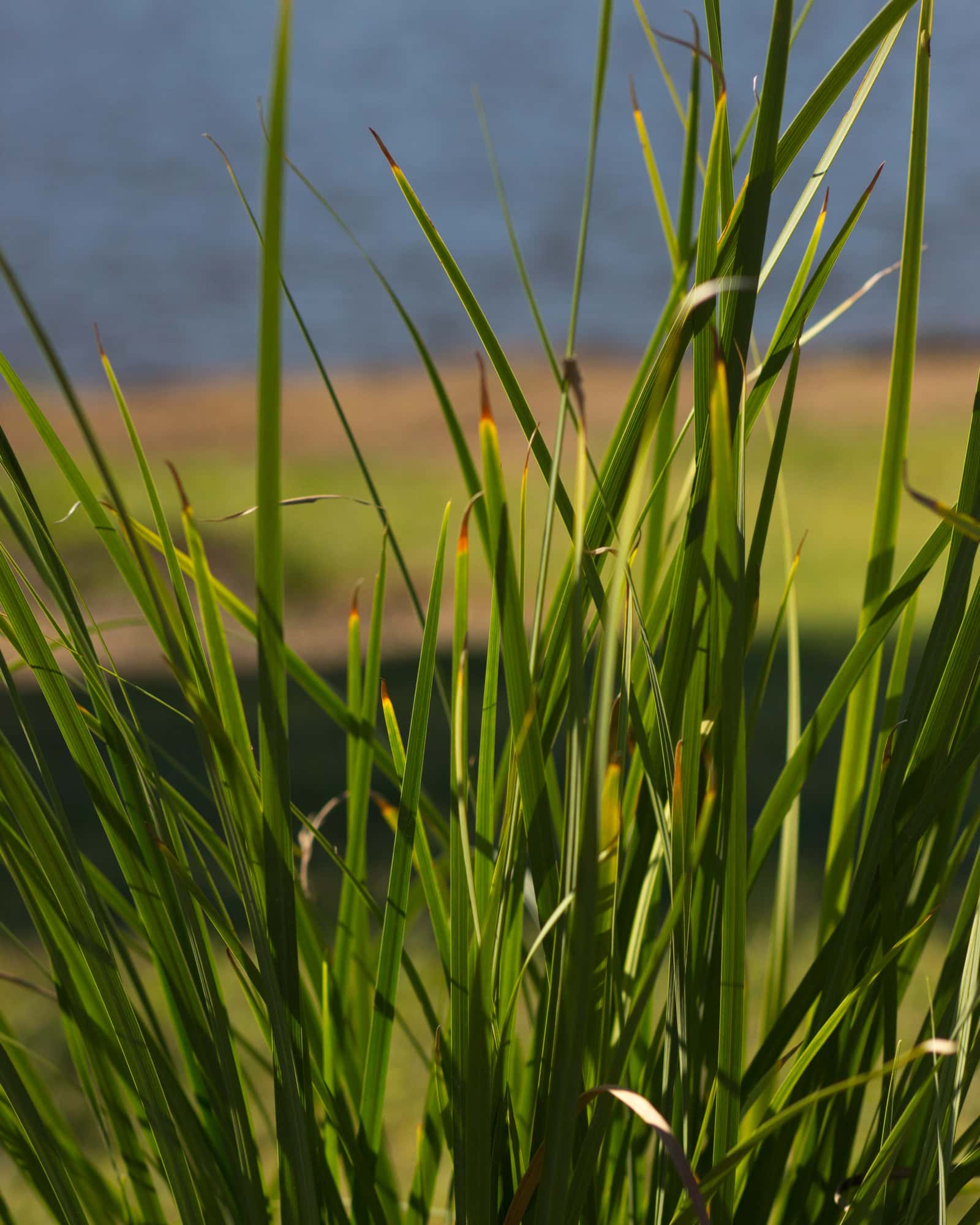 Yellow Iris - Image 1