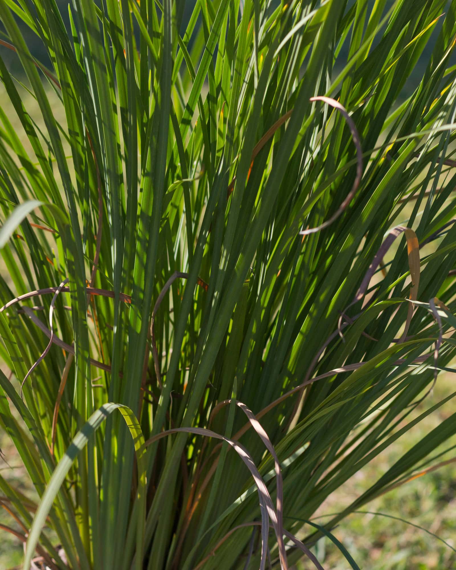 Yellow Iris - Image 3