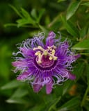Incense Passionflower thumbnail 1