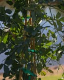 Incense Passionflower thumbnail 5