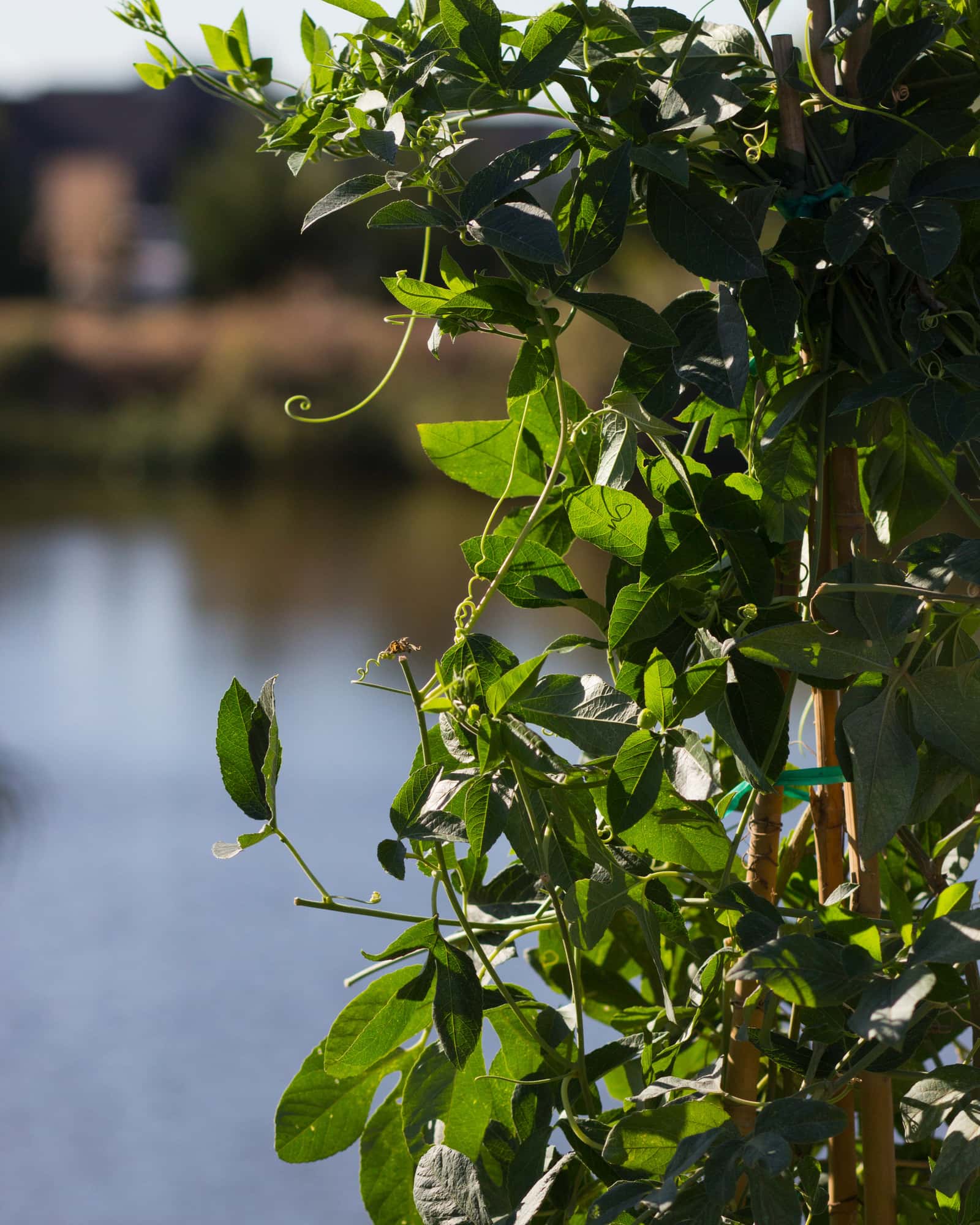 Incense Passionflower - Image 5