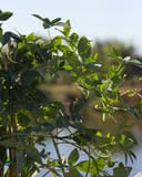 Incense Passionflower thumbnail 8