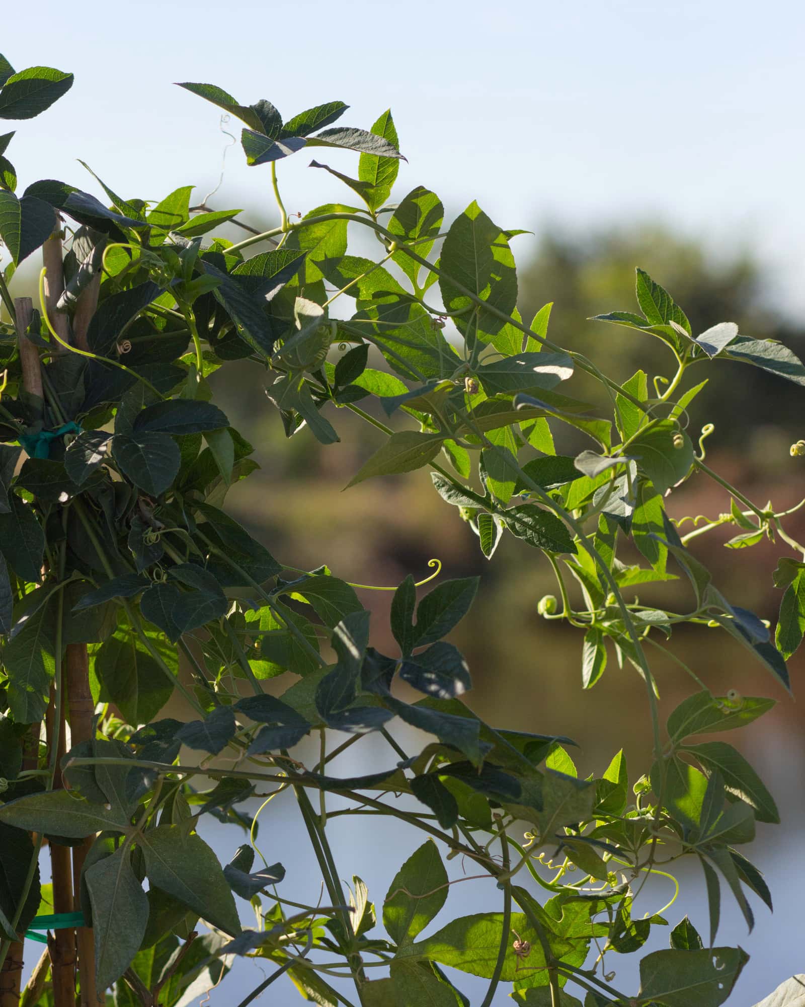 Incense Passionflower - Image 7