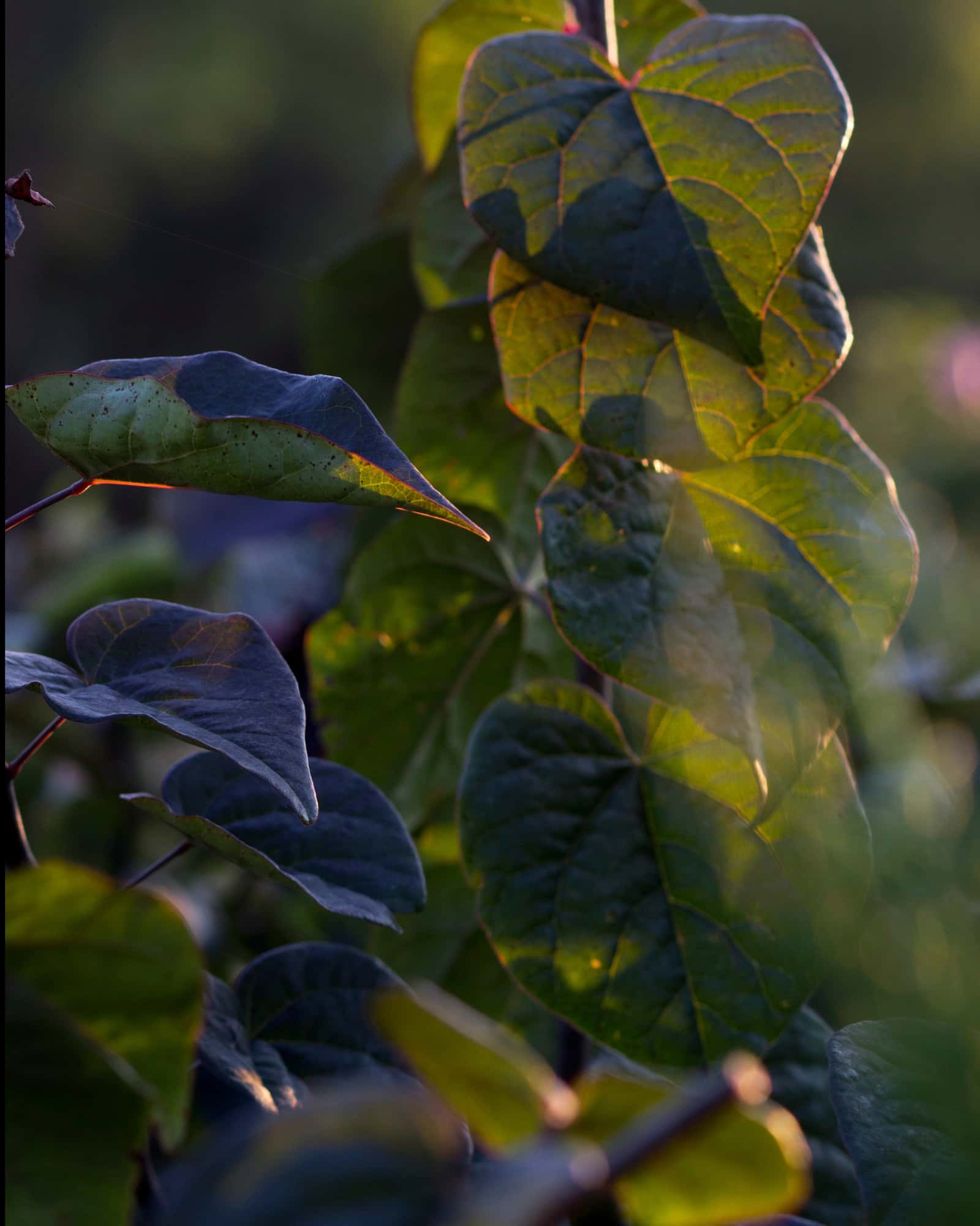 Amethyst Redbud - Image 2