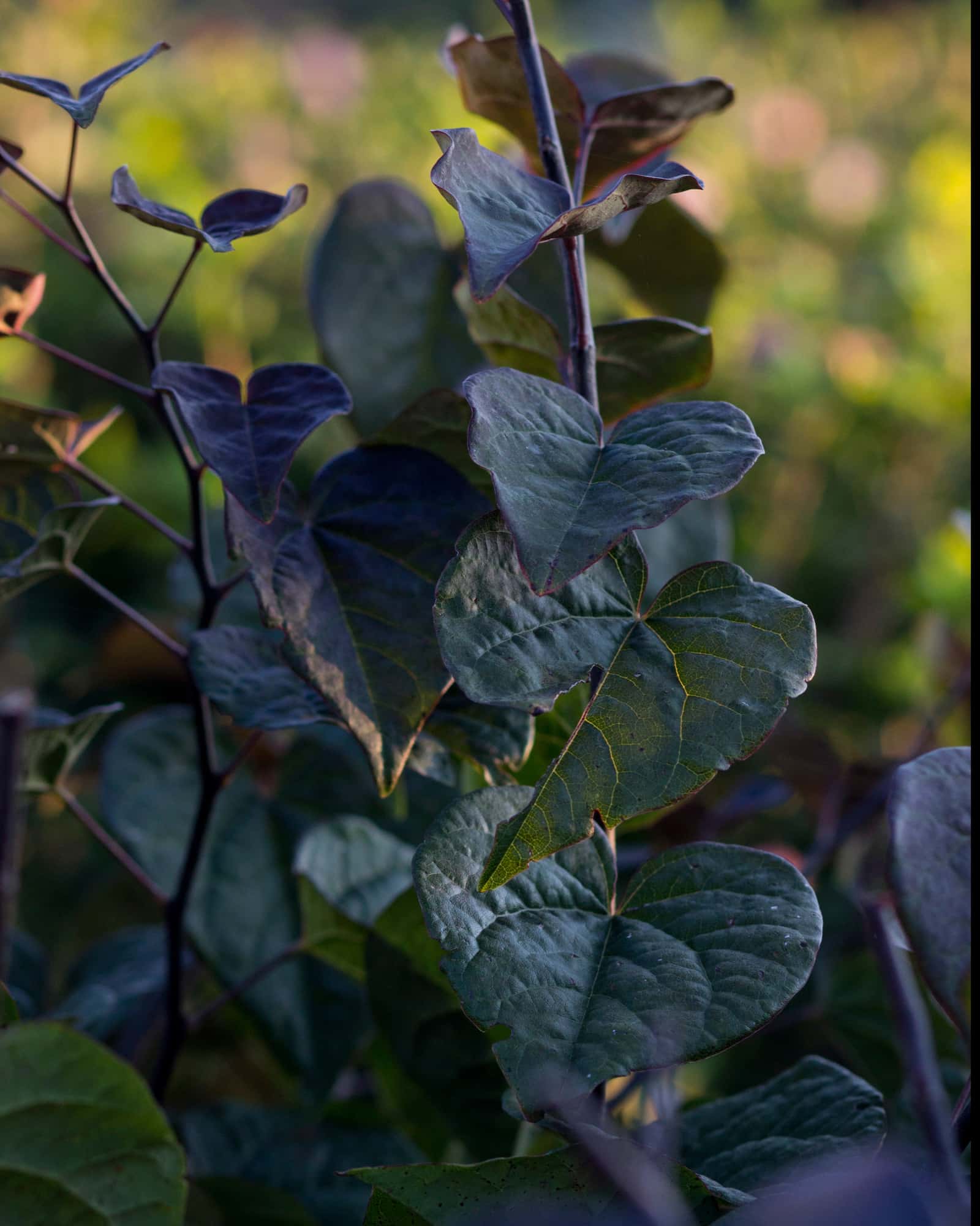 Amethyst Redbud - Image 3