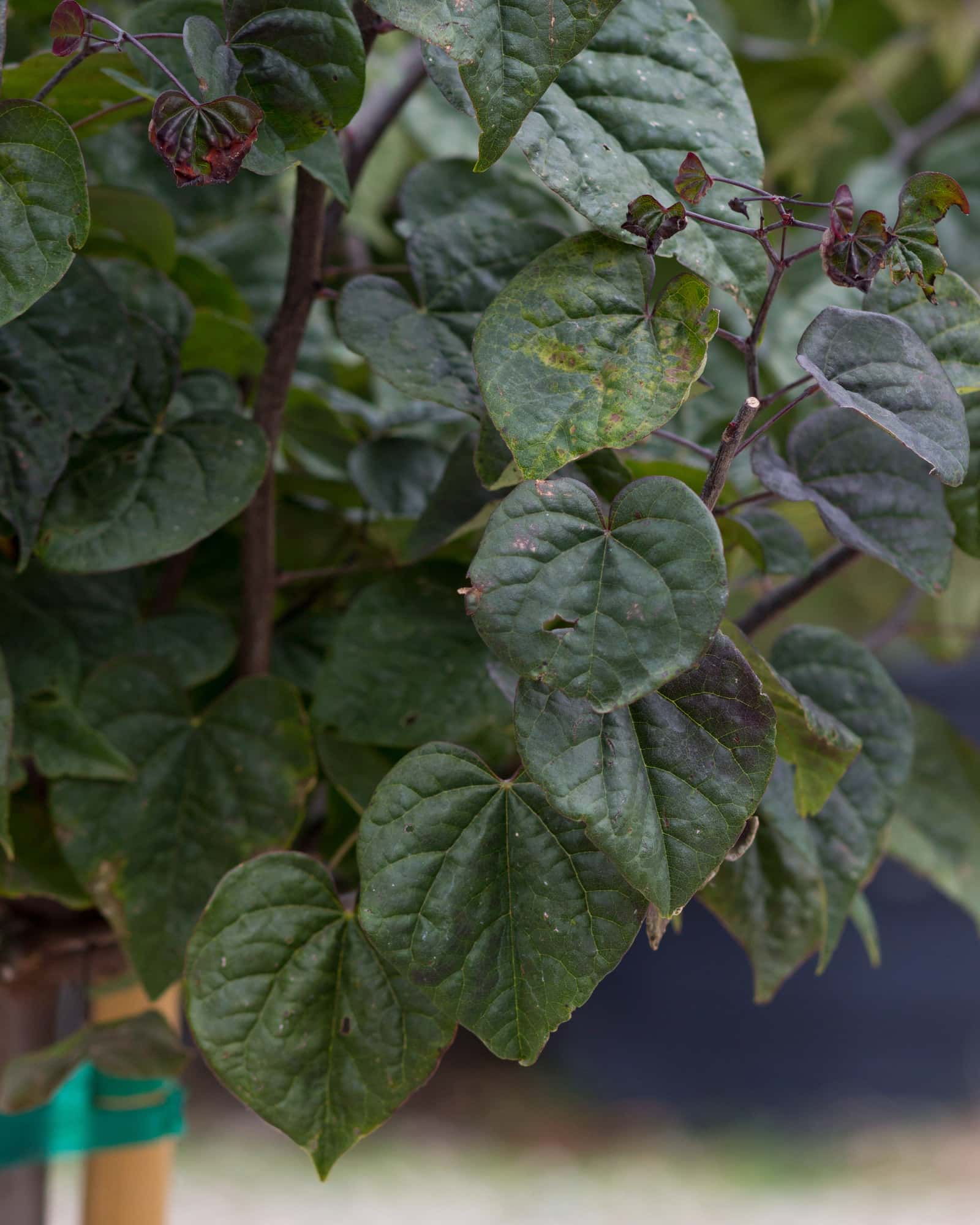 Amethyst Redbud - Image 4