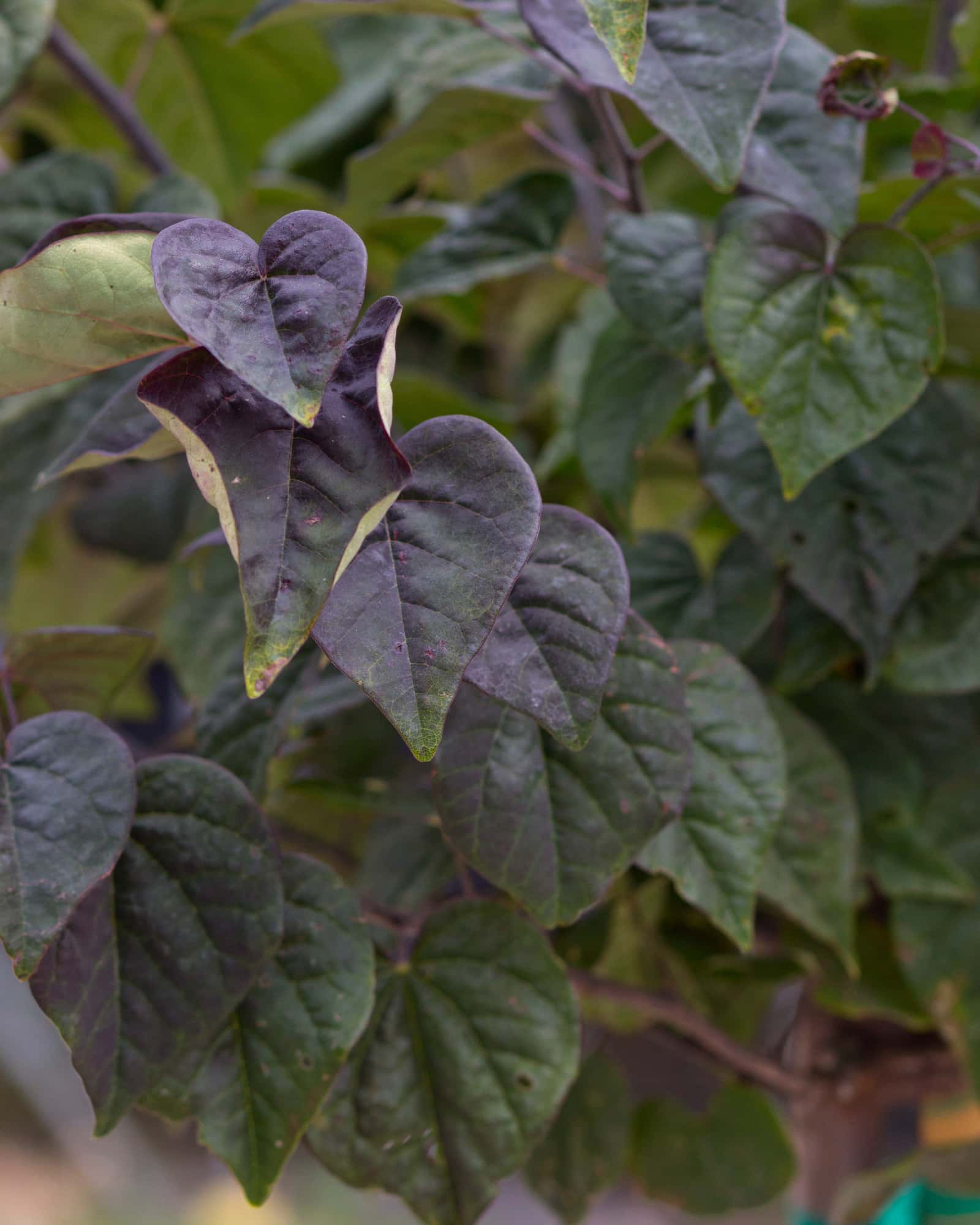 Amethyst Redbud - Image 5