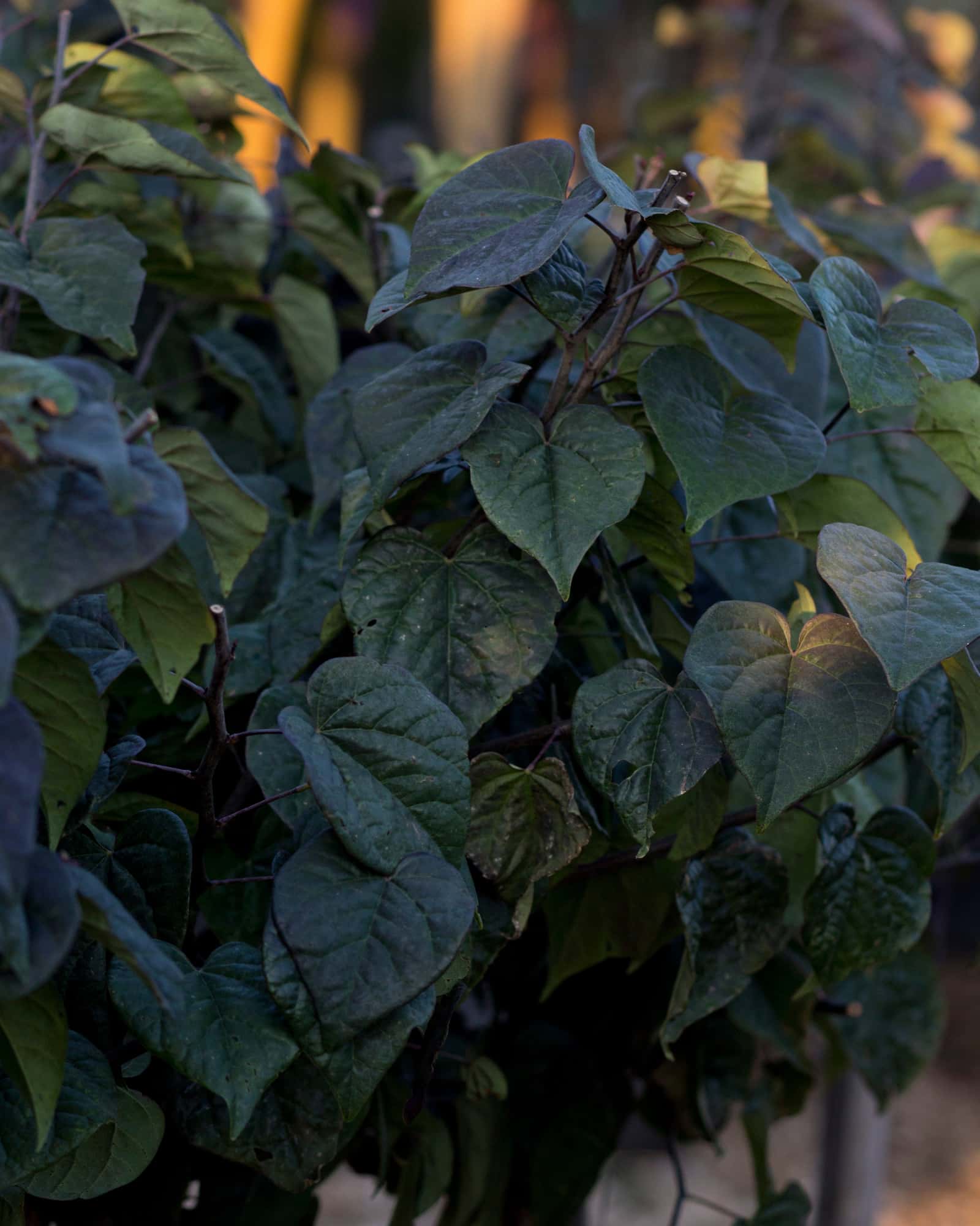 Amethyst Redbud - Image 6