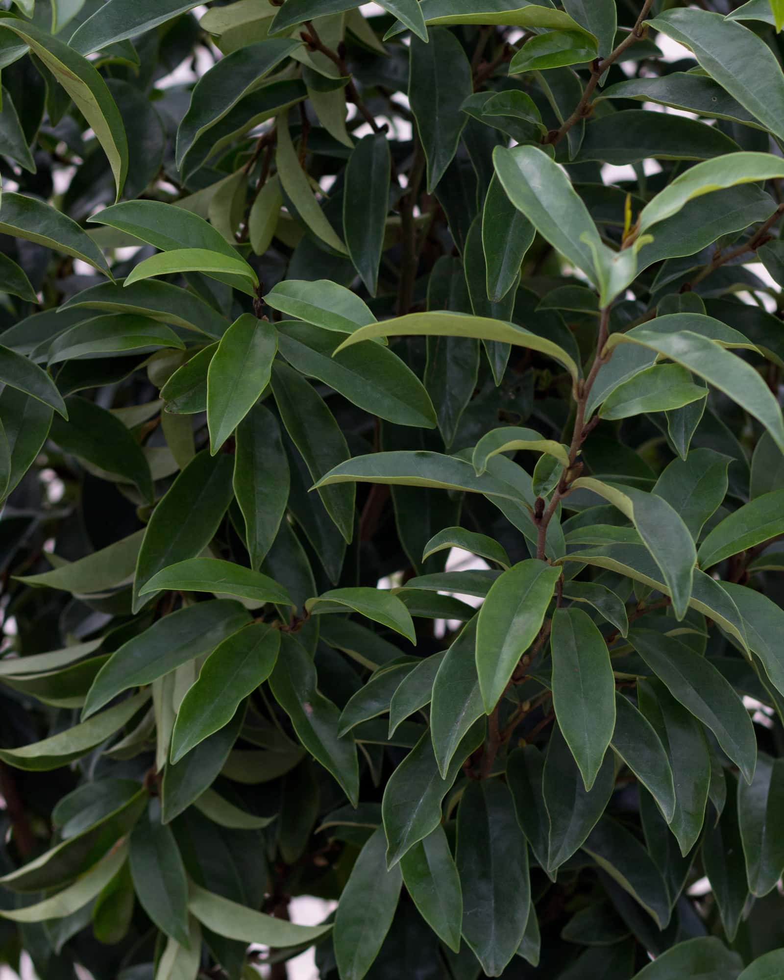 Stellar Ruby Magnolia - Main Image