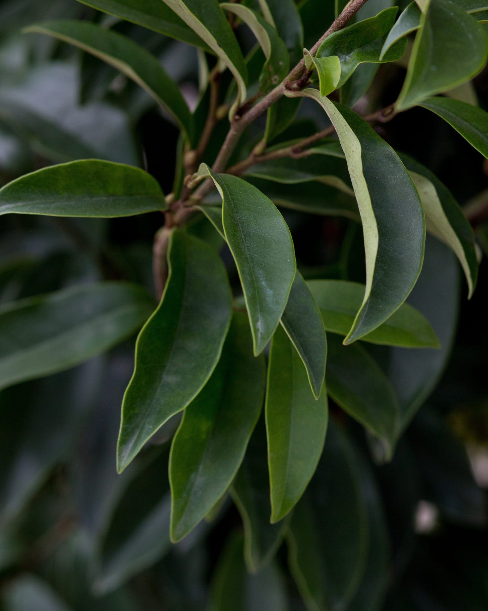 Stellar Ruby Magnolia - view 2